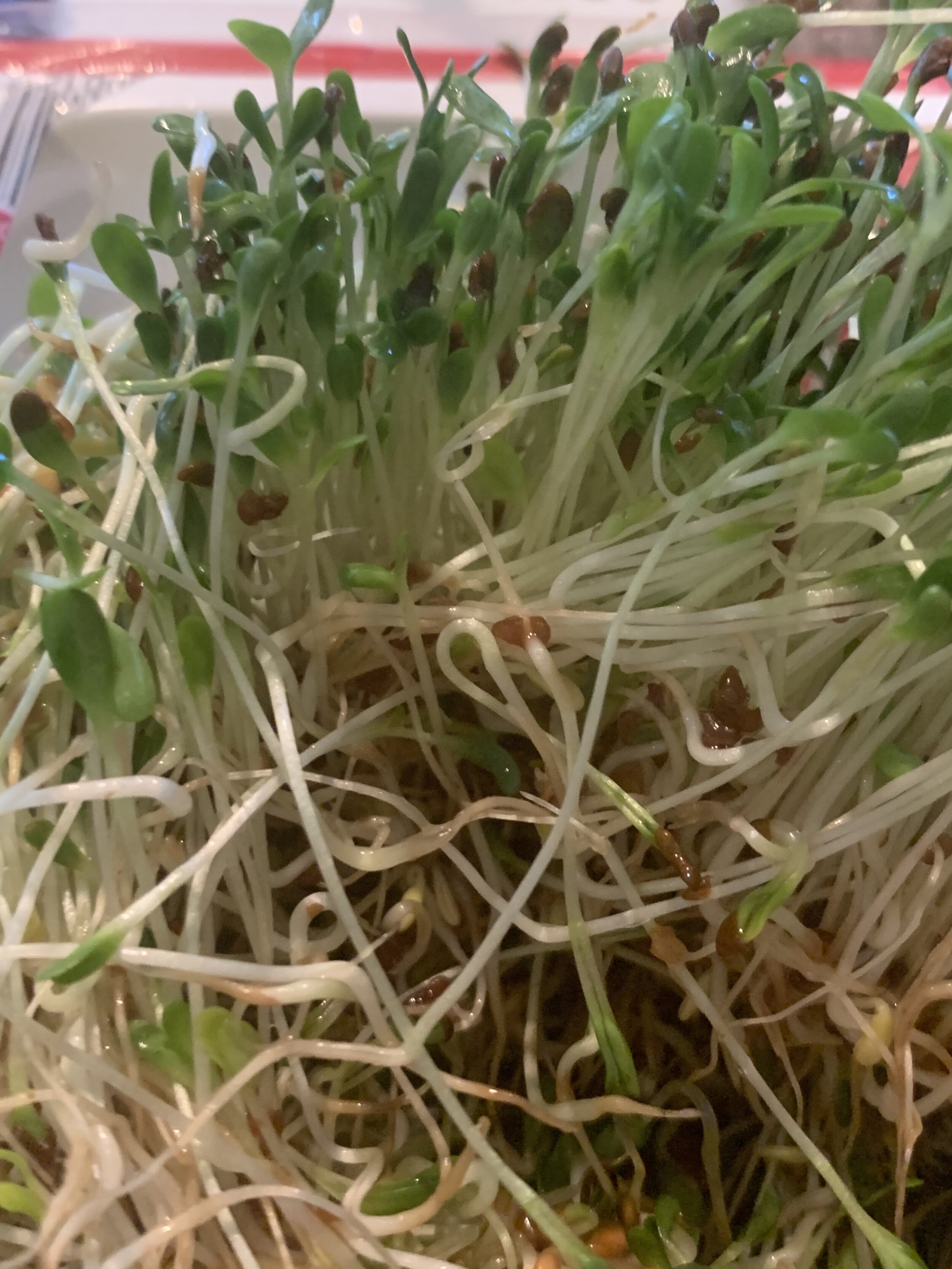 You’ll never buy alfalfa sprouts again once you taste homegrown. Easy to grow on your kitchen counter.