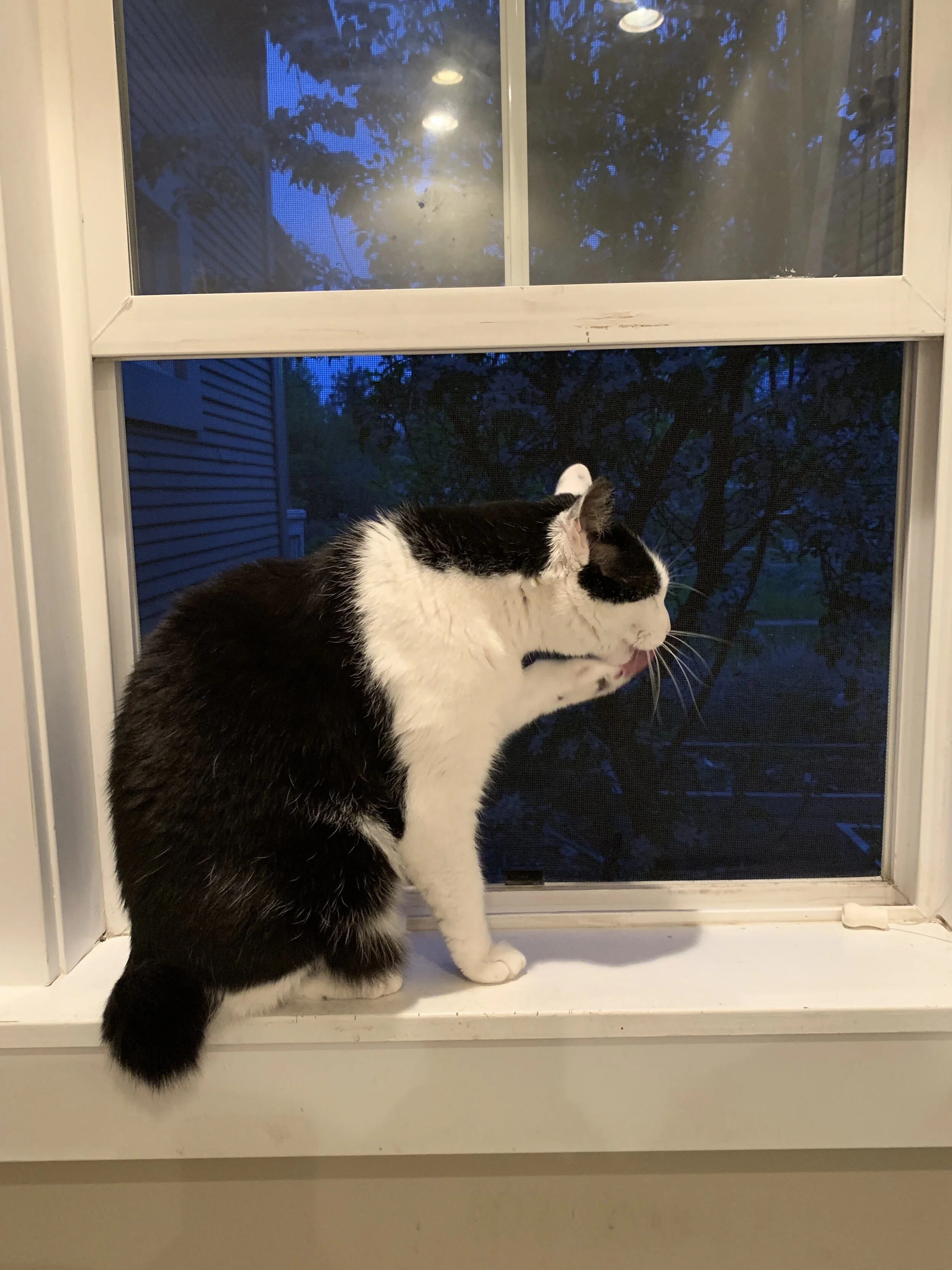 Denver is our cat emeritus. He now rests on the counter where he wasn’t suppose to be in life. The good doctors at Washington State University gave us an extra year together, but we miss him every day.