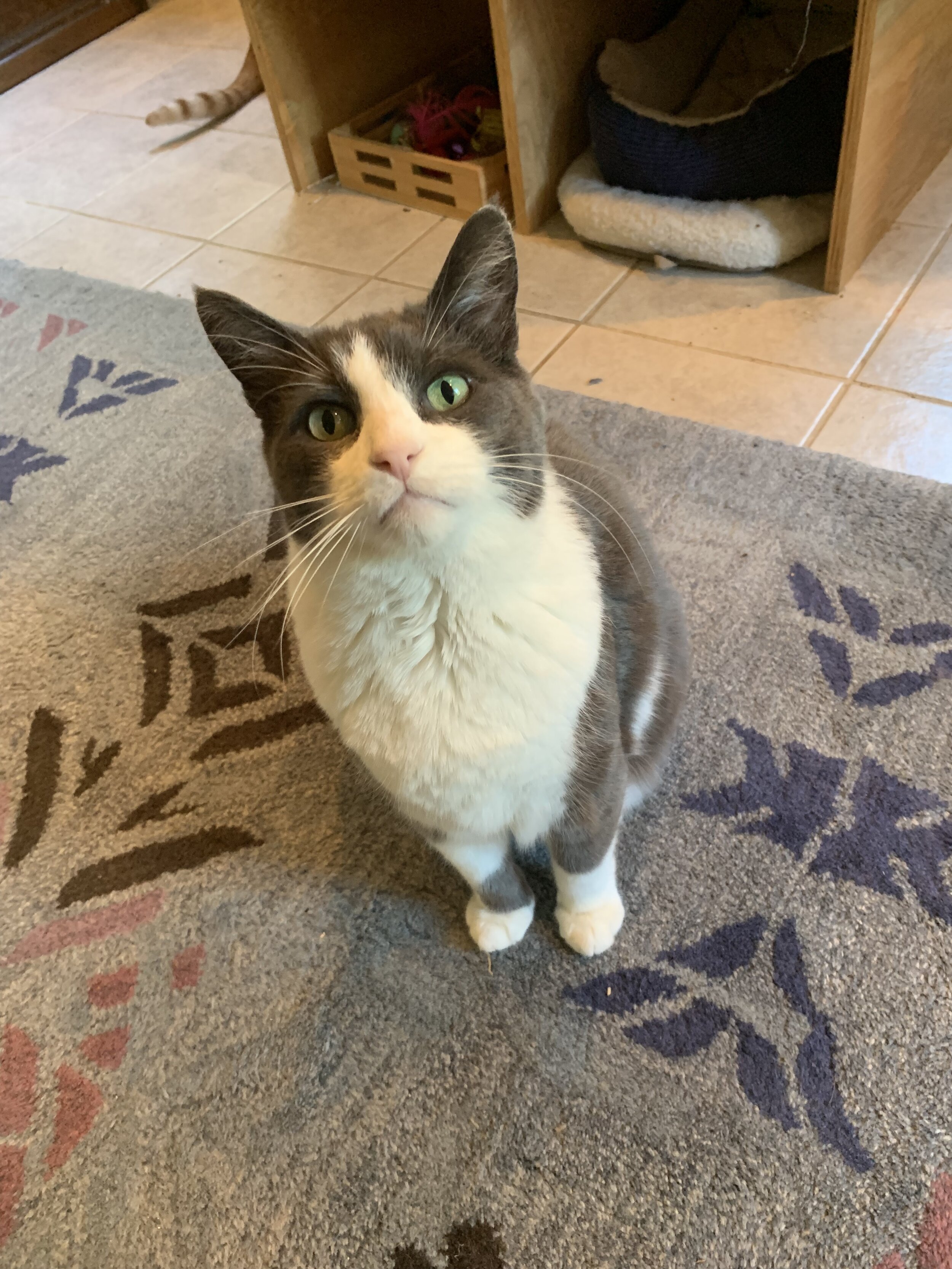 Tonka is the Senior House Cat. He has the sweetest demeanor and the softest fur, but also struggles with PTSD. Formerly a stray running Walla Walla’s mean streets, he is enjoying his golden years and teaching the others how to cat.