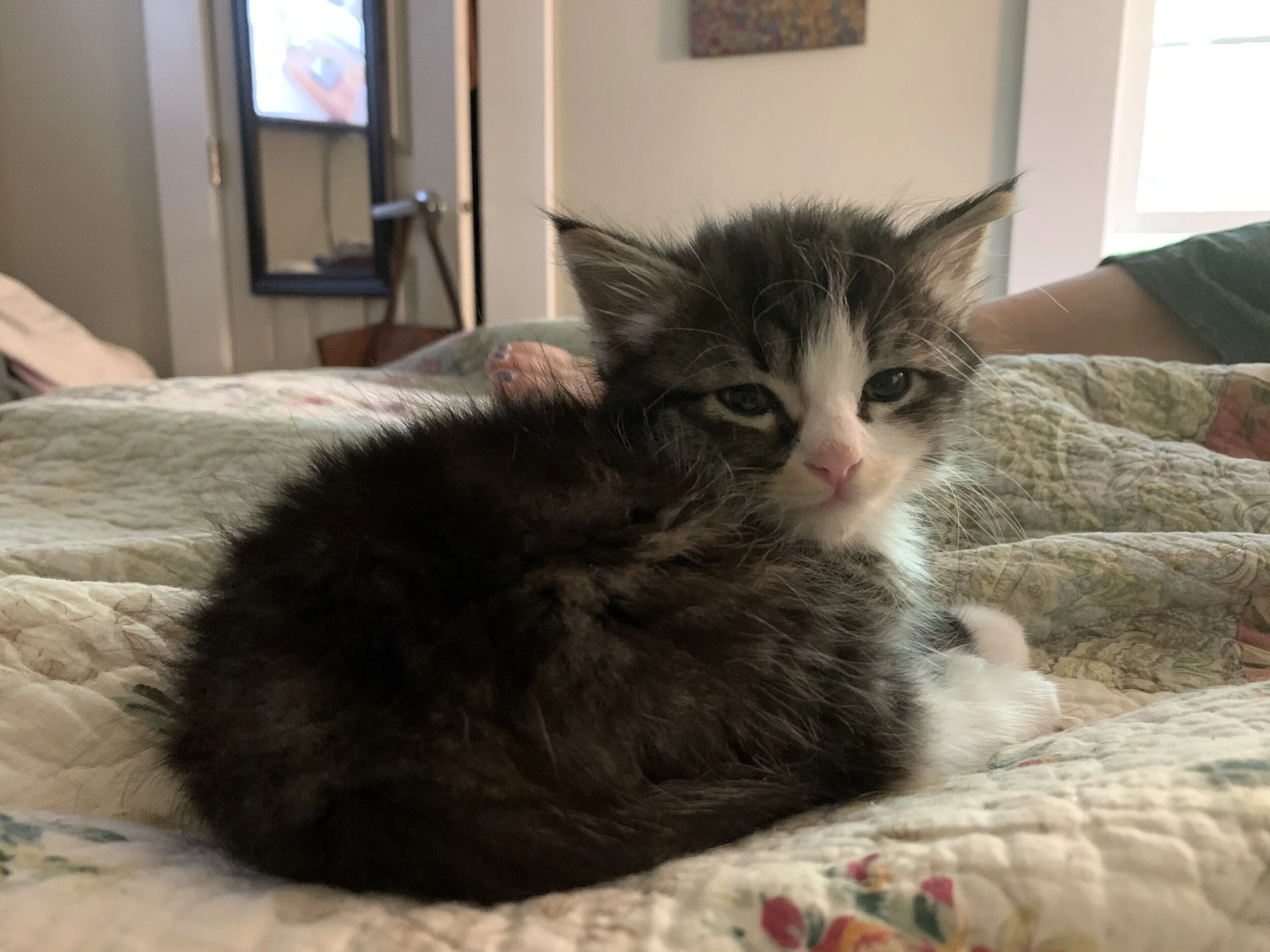 This is Owen. He was a foster rescue that Tonka and Theo took under their paws and he is now successfully adopted by another family.