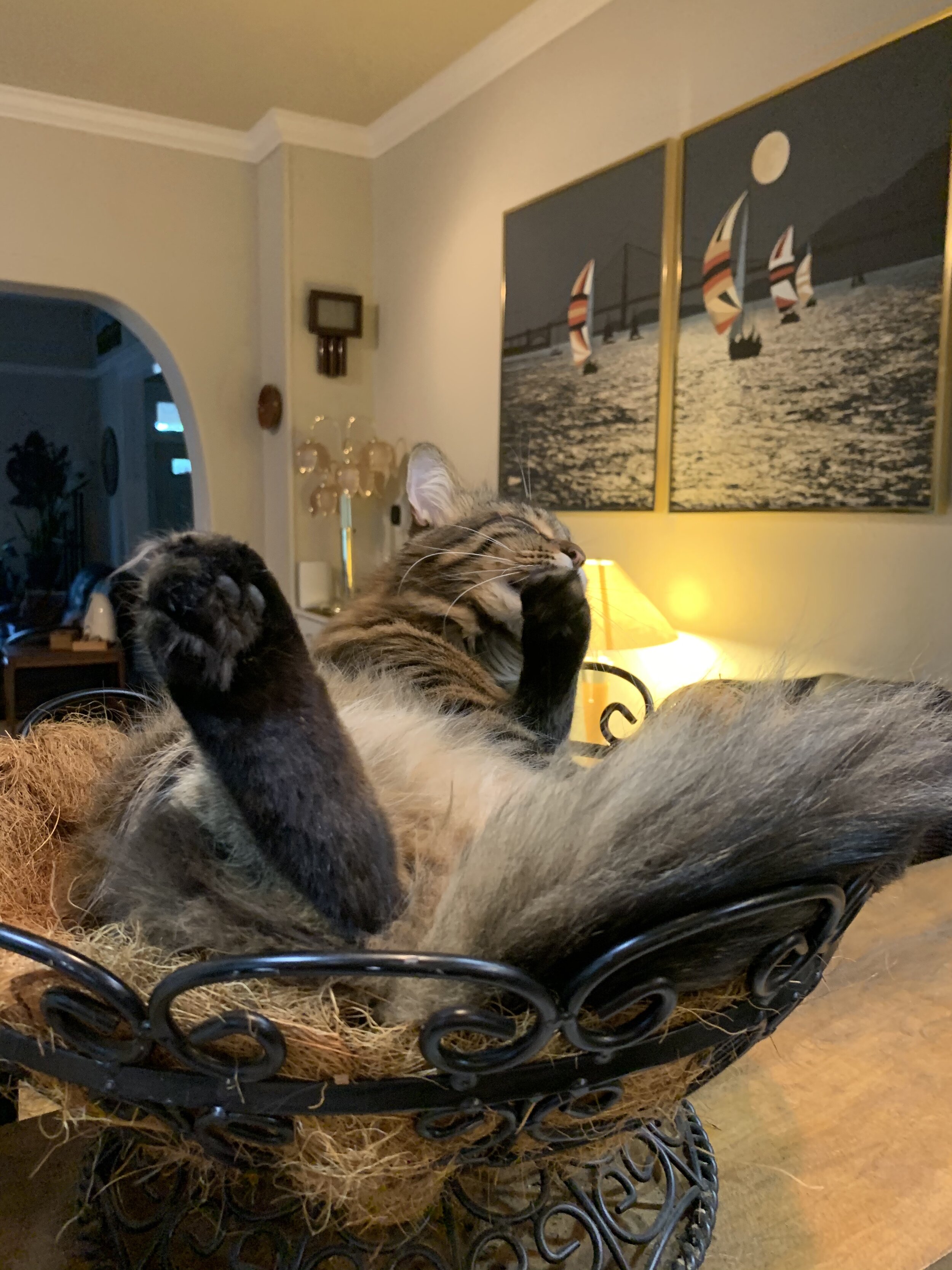 Theo (Thelonious) is perhaps the world’s most easy-going cat. Nothing makes him happier than sitting on your shoulder like a parrot.