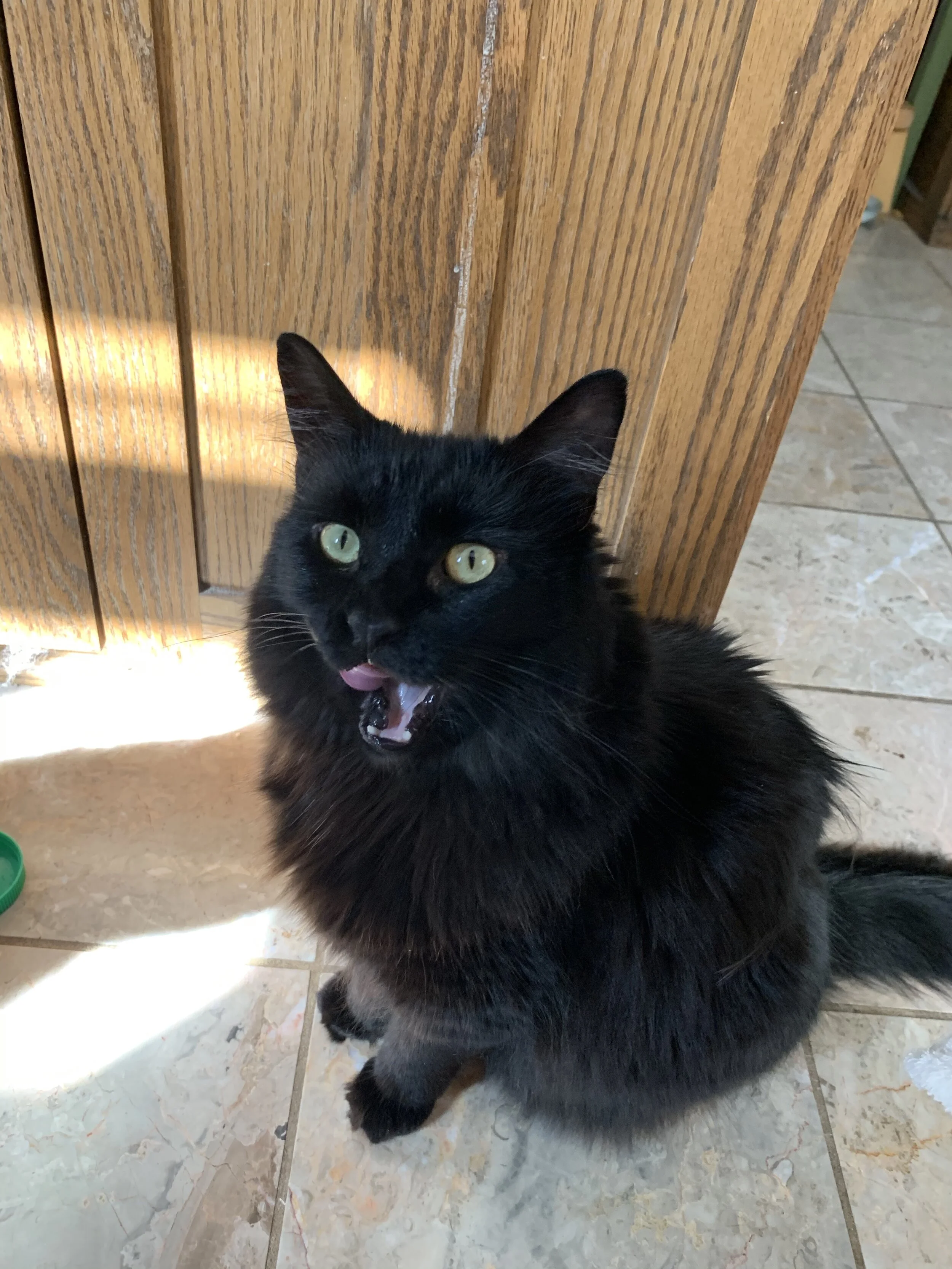 Tessa (Contessa, Tessercat) is a member of feline royalty. At least that’s what she tells us servants. It would horrify her that I’m posting this embarrassing picture of her licking her lips post-treats. Definitely not in keeping with her carefully …