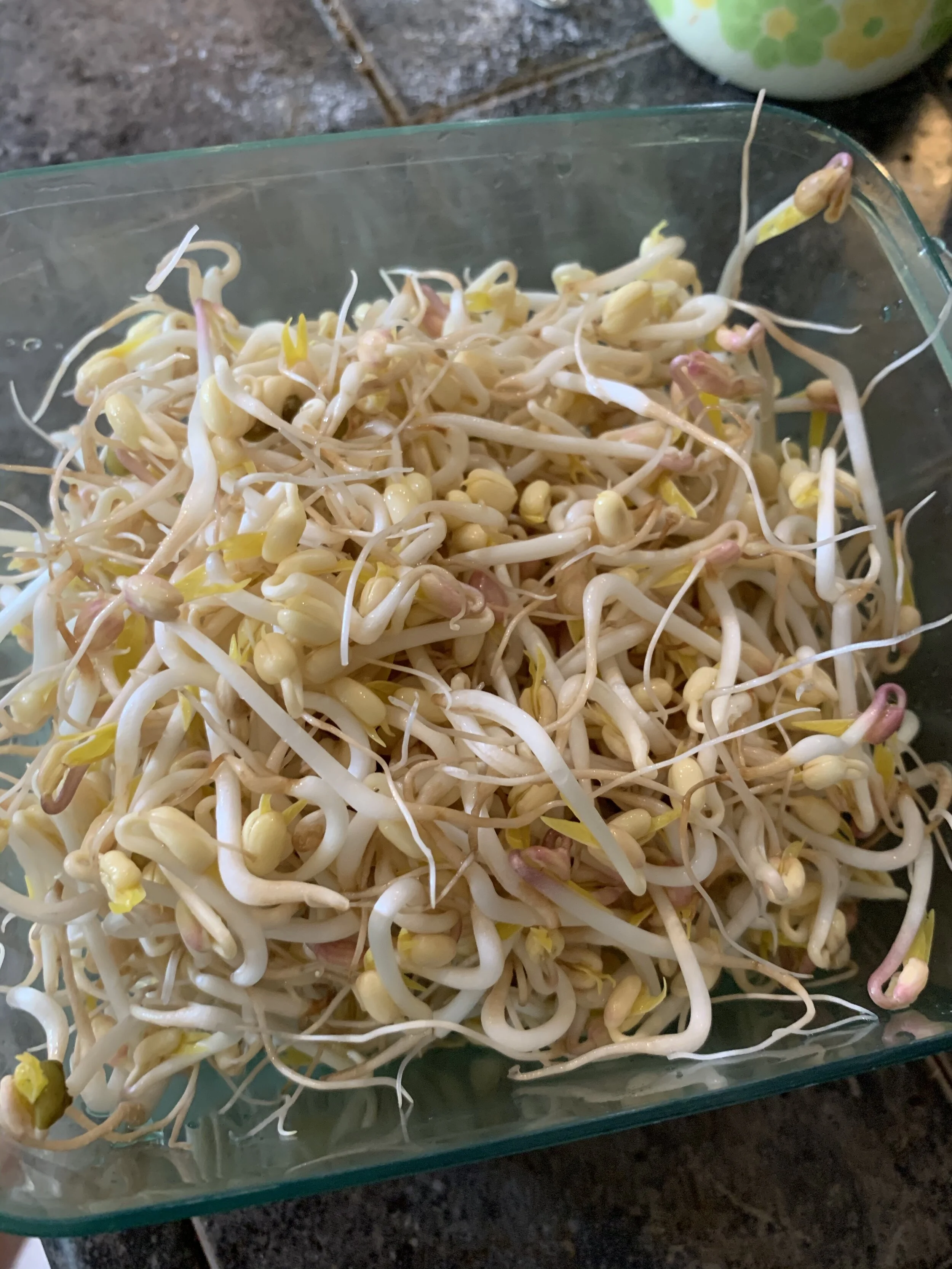 Mung bean sprouts are super easy to grow on your kitchen counter. Much fresher than what you can buy in stores.