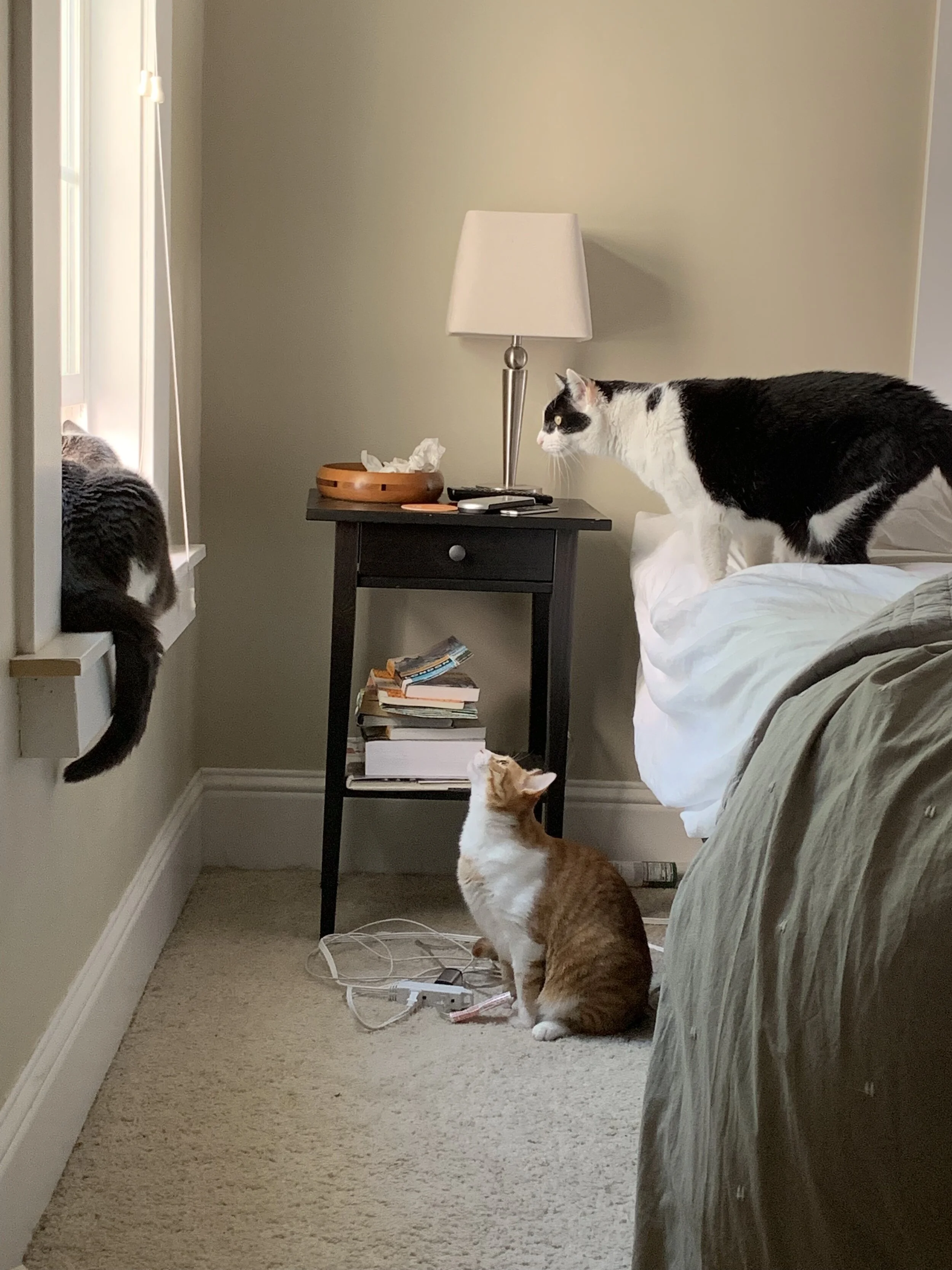 Cats