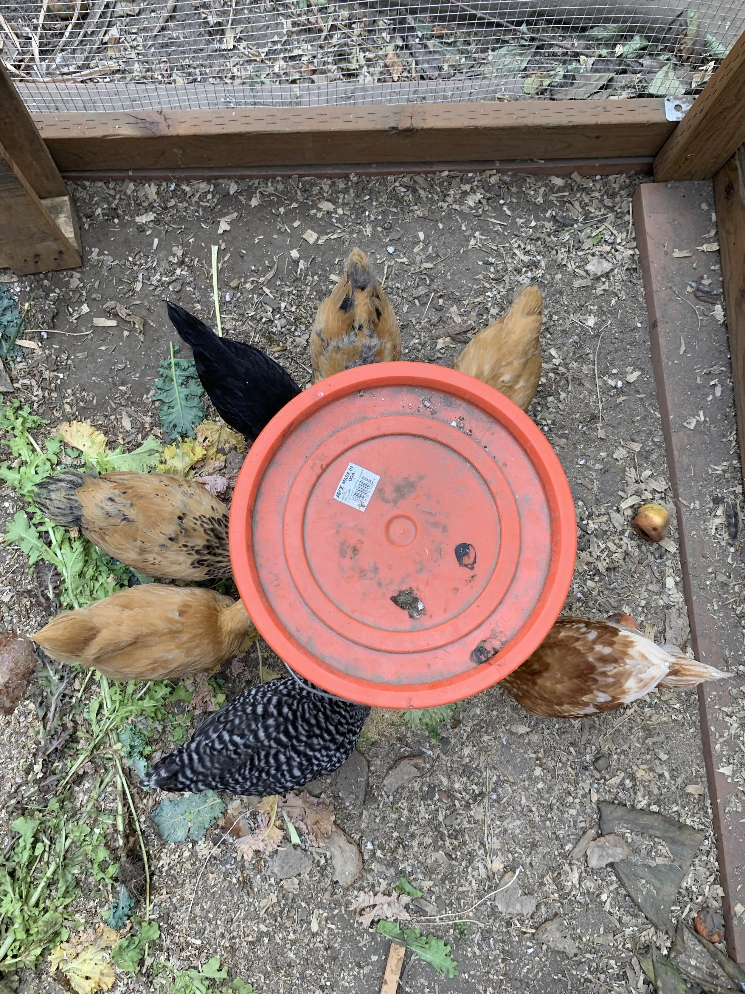 Chickens