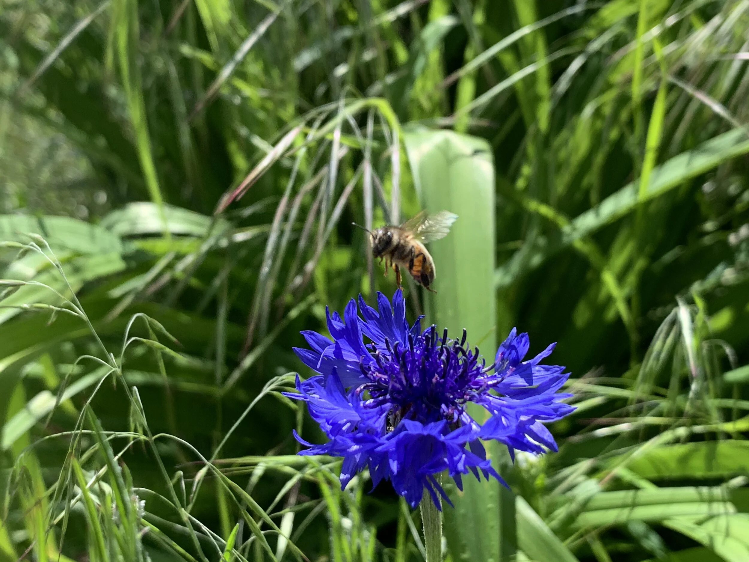 Bees