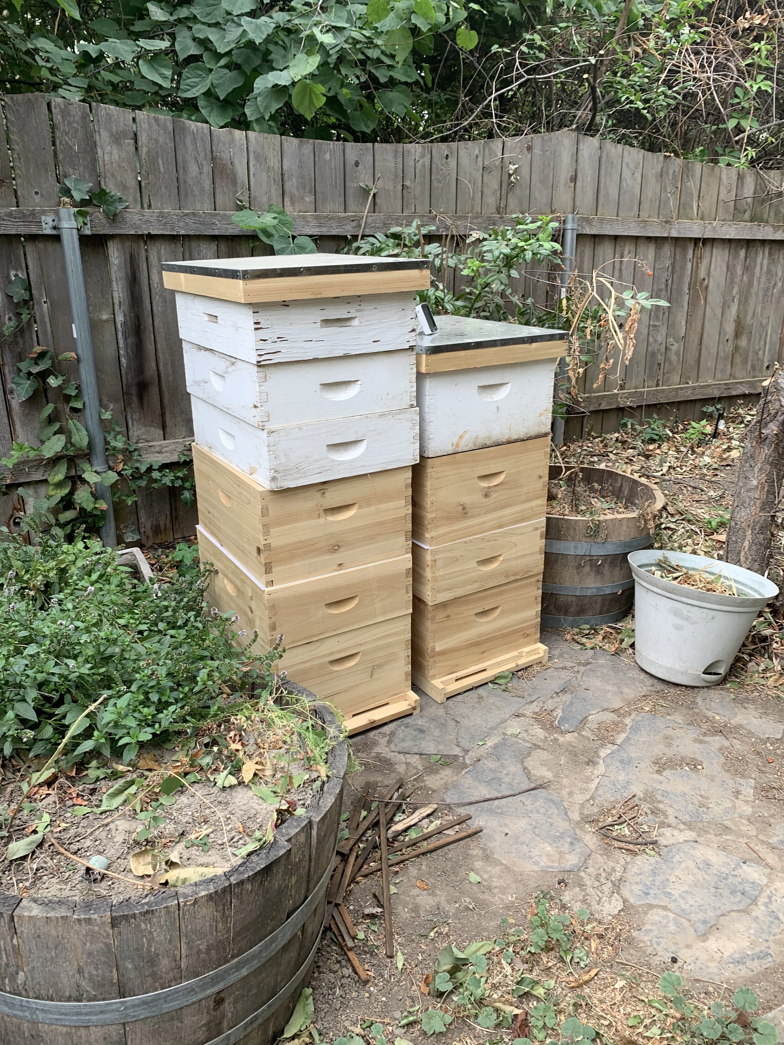 Hives