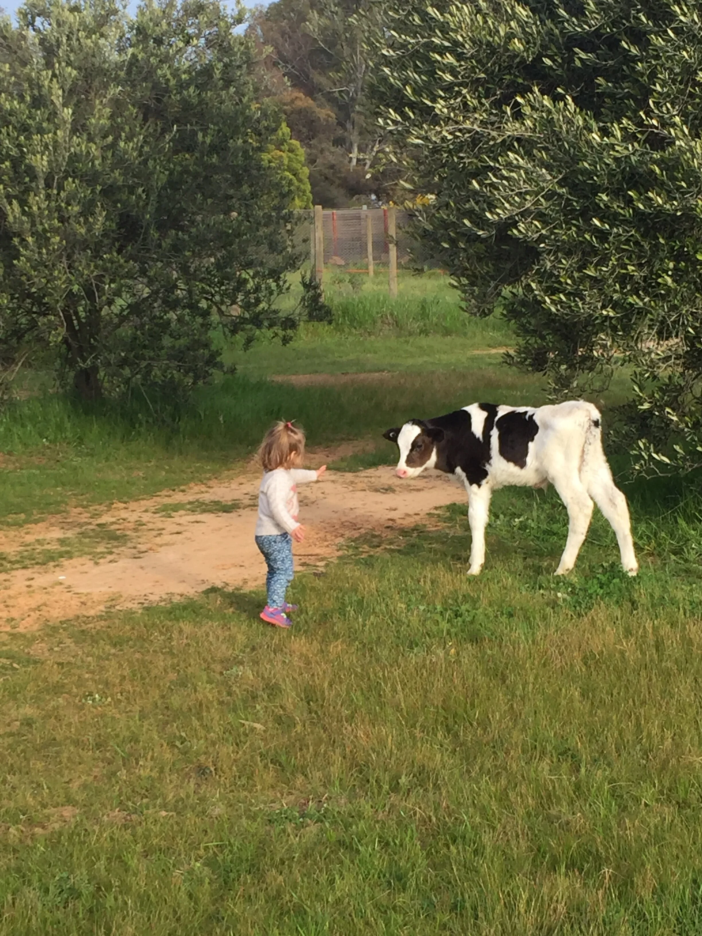 Farm Animals Bundalong