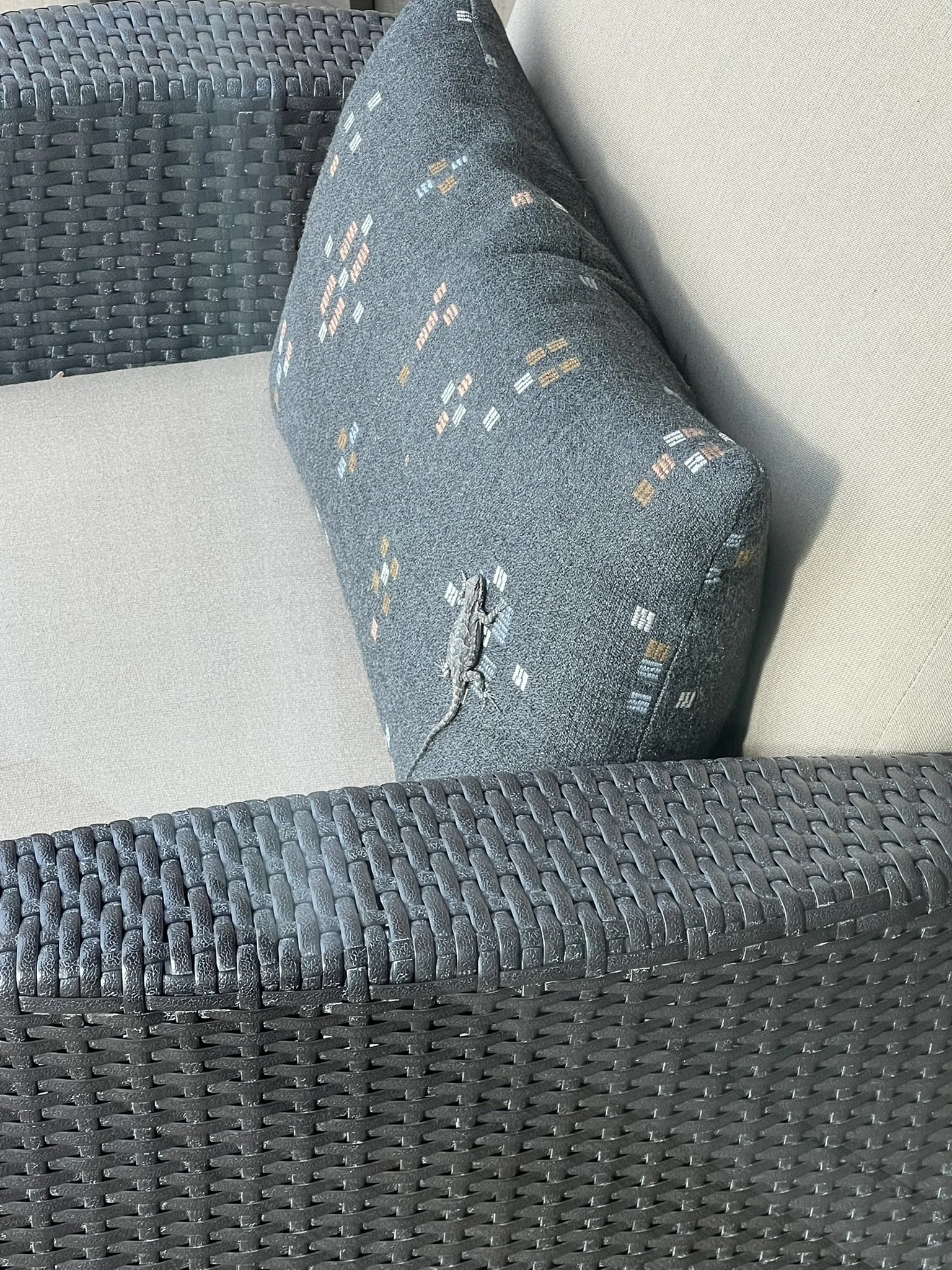 lizard pillow.JPEG