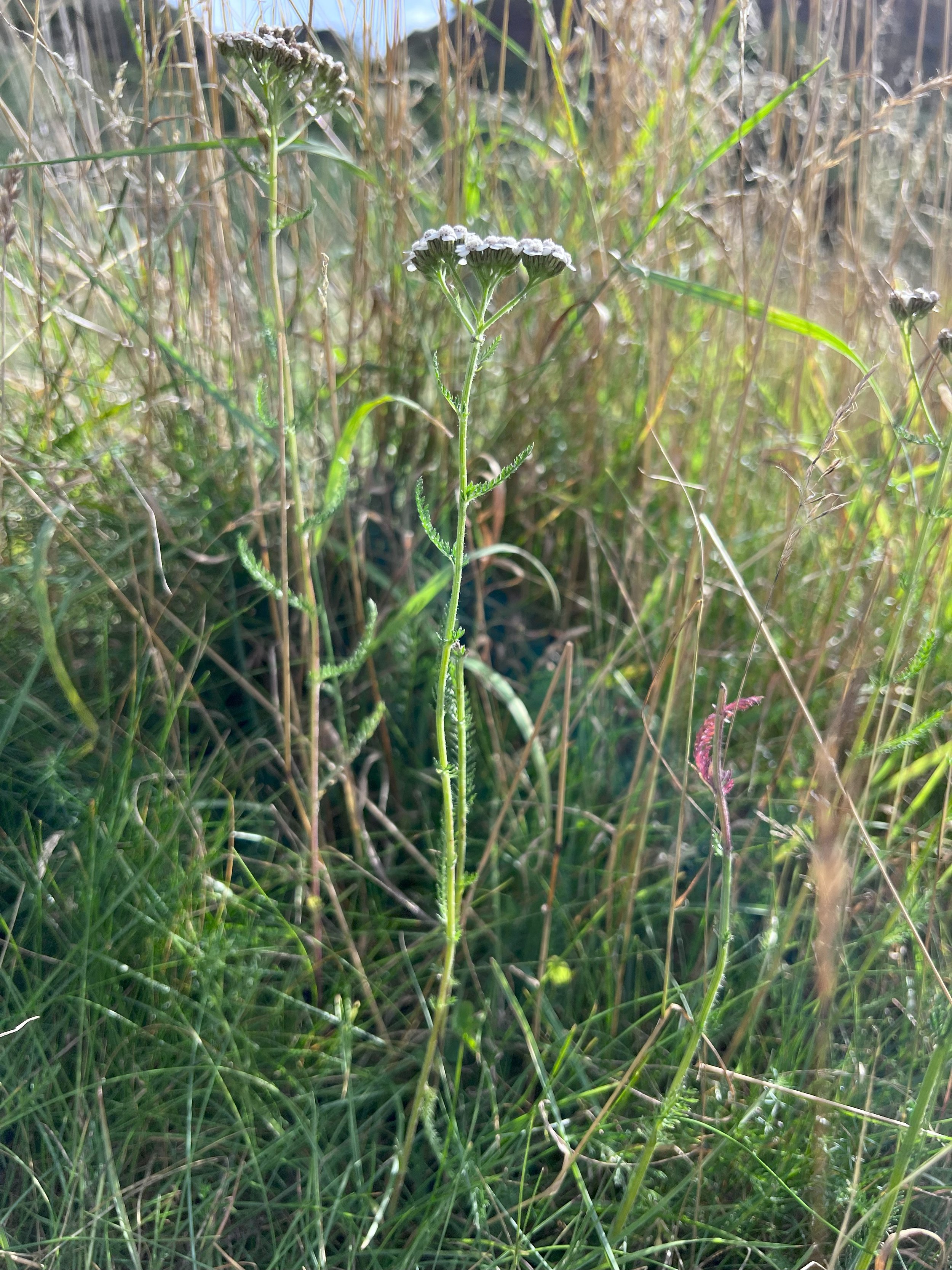 Yarrow