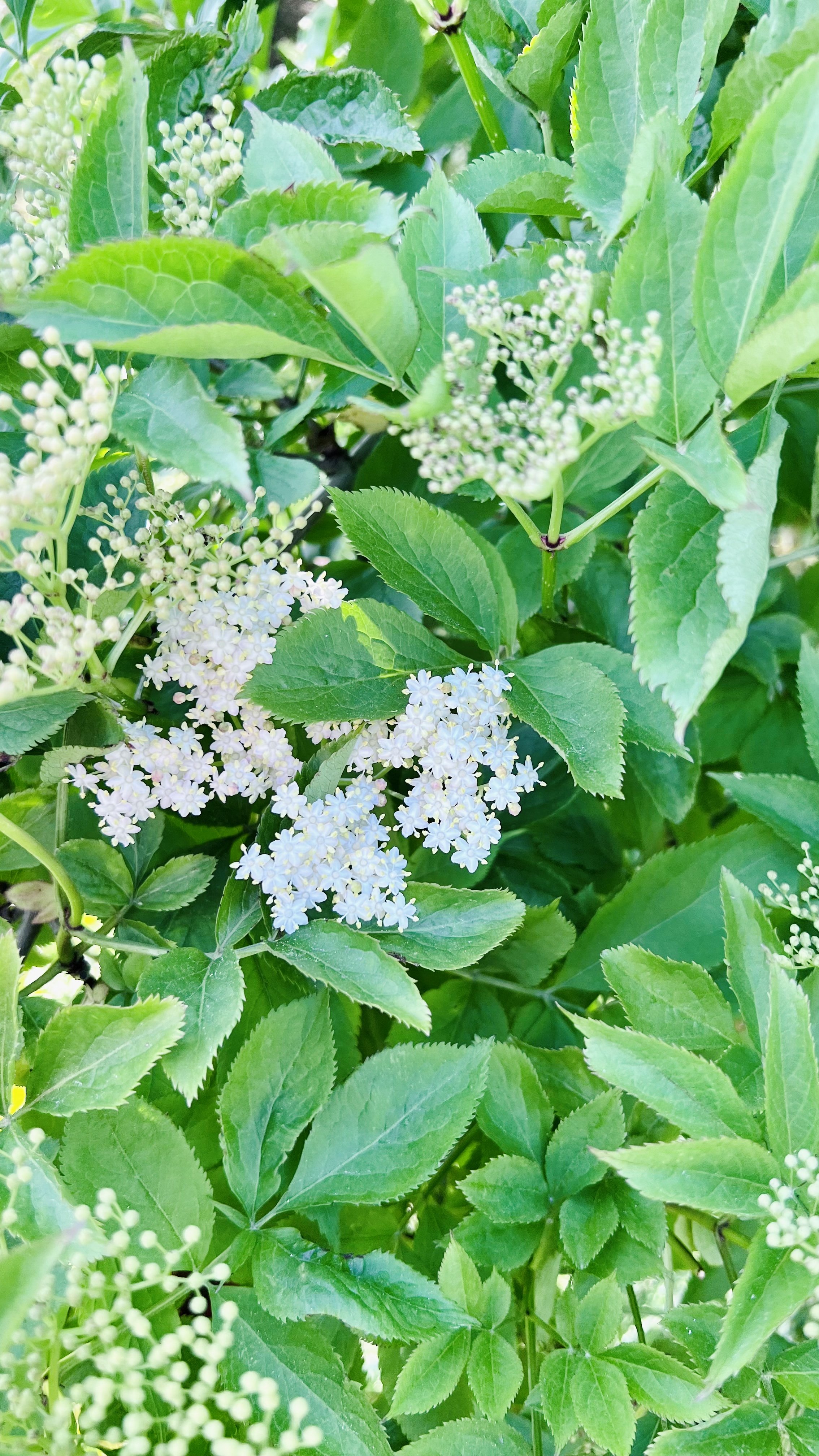 Elder: Plant Medicine Immersion