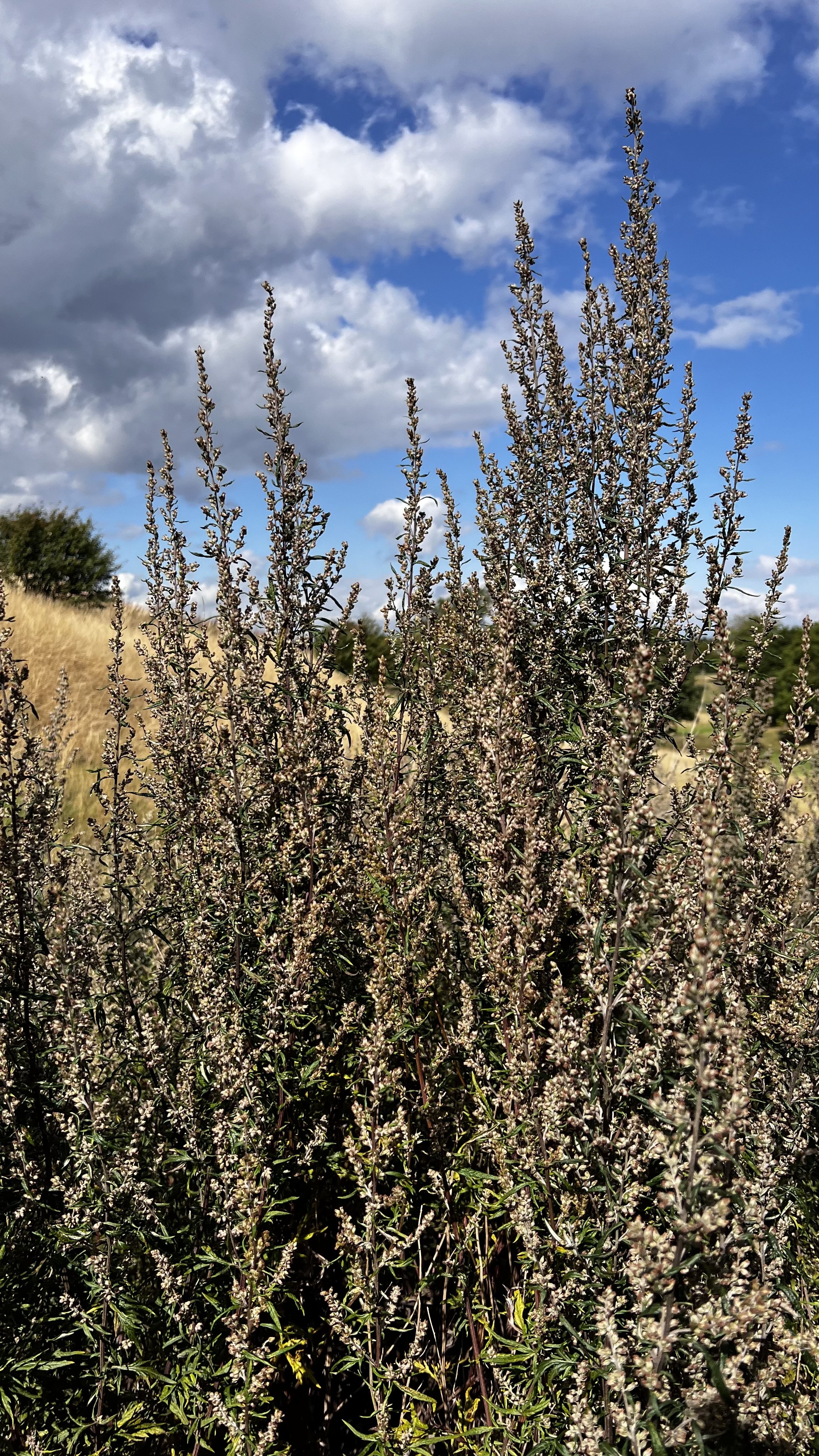 IMG_7742.jpeg