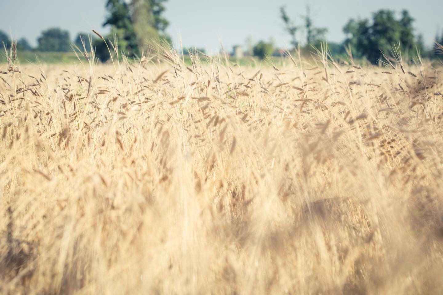 #grani antichi#campo di grano