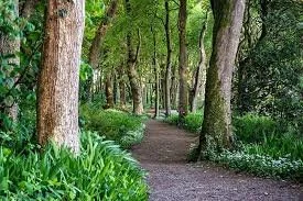 Bluebell woods right next to the hotel, a beautiful walk.jpeg