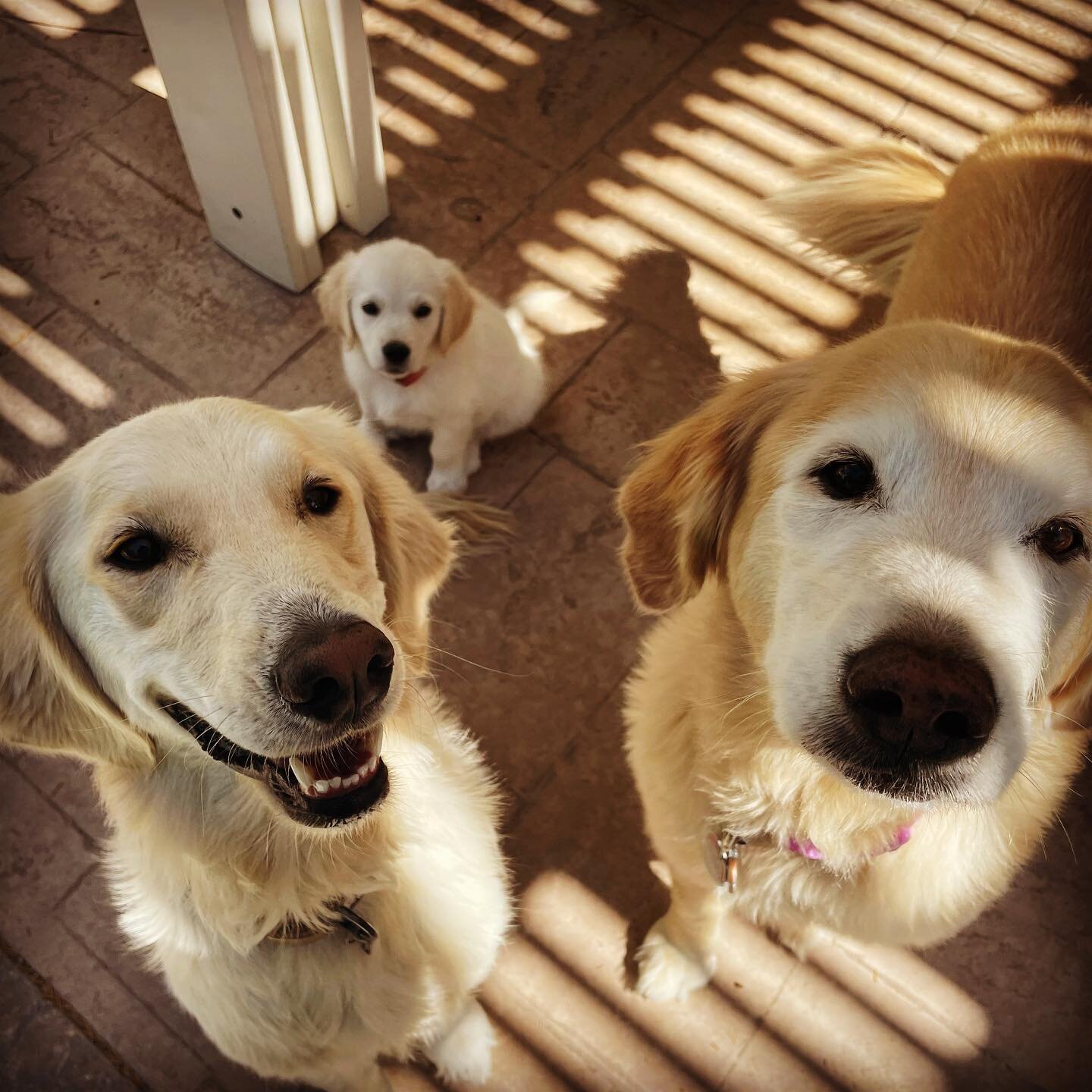 Three generations of Golden retriever cuteness... We started puppy lessons for 8 week old Olive and will be helping with 3 year old Eunice's anxiety. 14 year old frosted face Cece happily just accepted treats💗💗💗