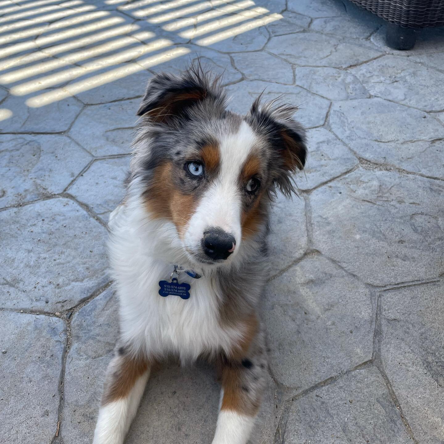 Handsome Wrangler finished his lessons for off leash training today and is ready to hit the trails!