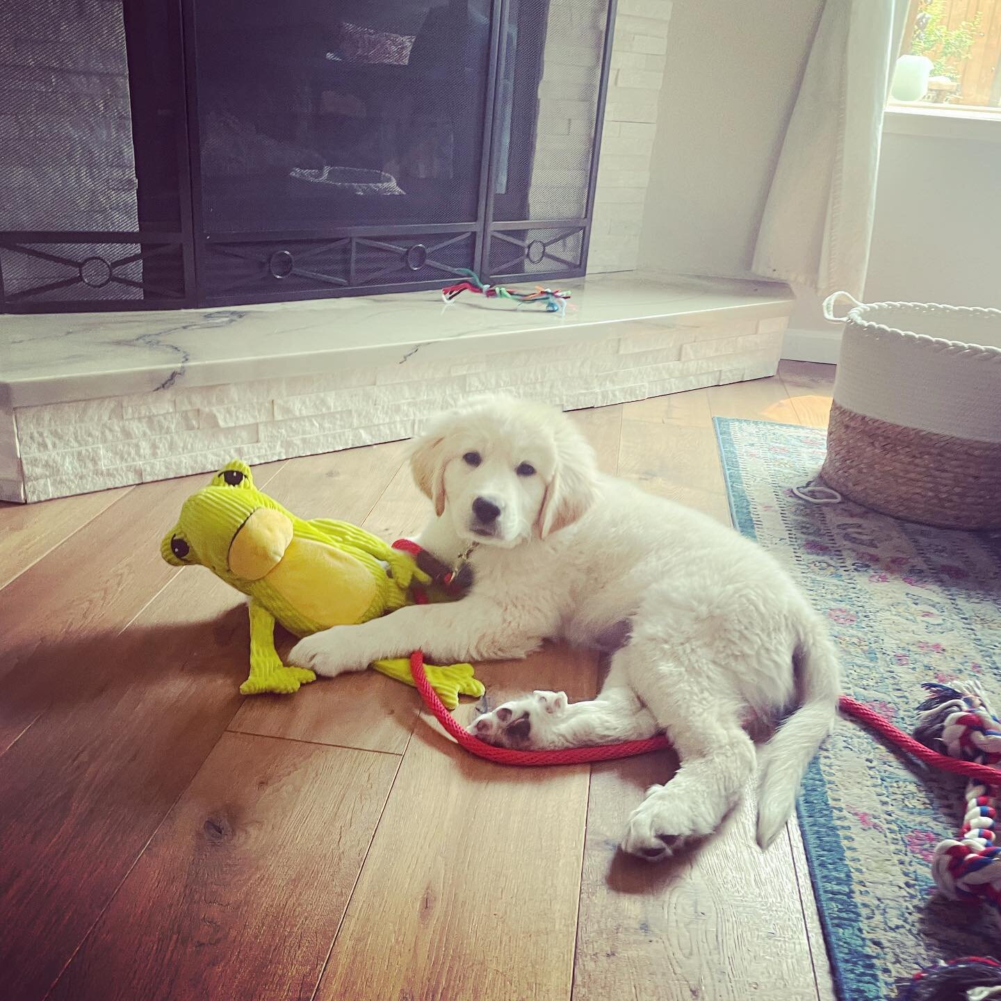 💗💗 BEAR💗💗 just had his second puppy lesson today... And well, he's just about as cute and aptly named as you can get, a real cuddle bear. He's a Great Pyrenees and Anatolian Shepard mix and one of the calmest sweetest puppies ever, good with the 