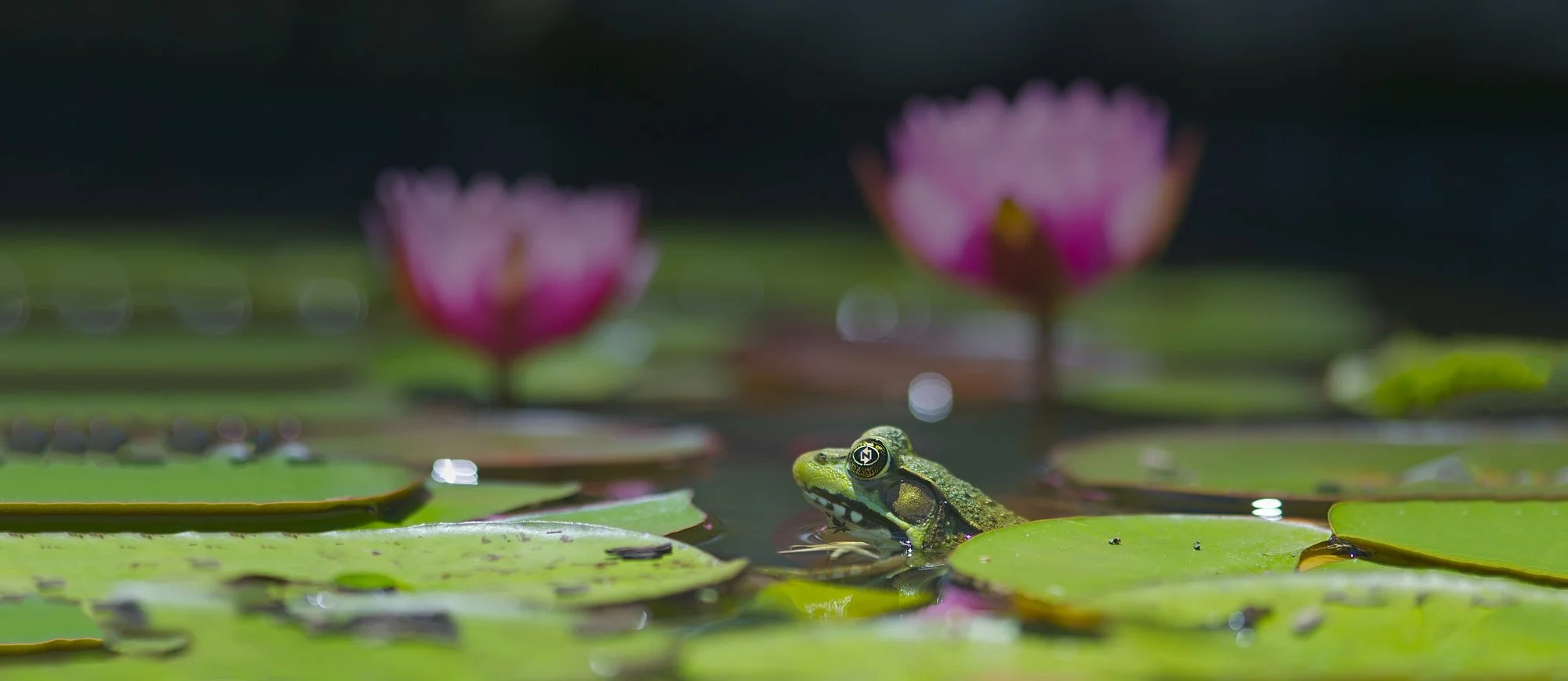 MTR - The Fastest Frog in the Pond