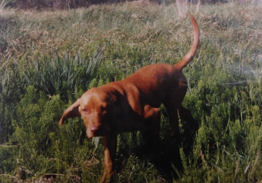 Dear Lilly. You were such a wonderful dog. And even though your passing was more than ten years ago, we still have tears in our eyes while writing this.

You were more than just a family dog. You were our very first best friend. When we think back to