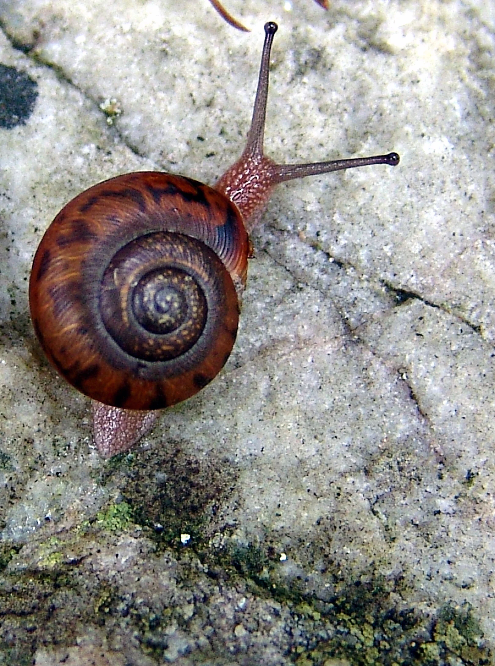 Snail on Rock.jpg