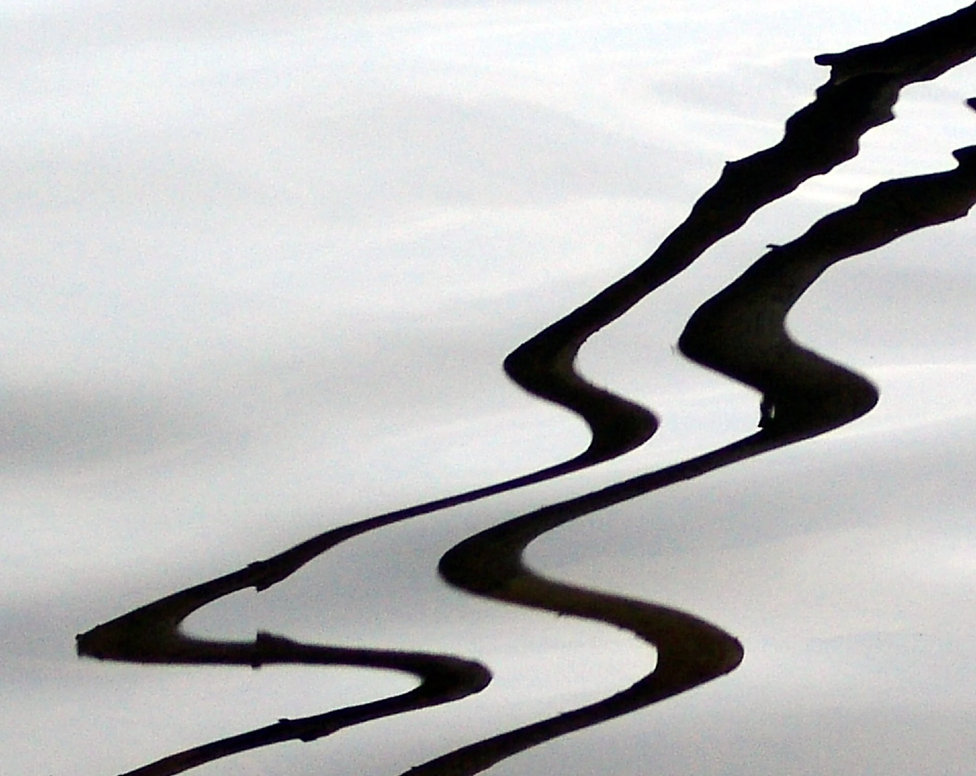 Watersnakes.jpg