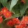 Red gum.jpg