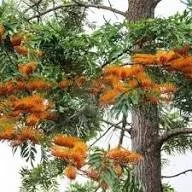 Silky oak.jpg