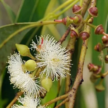Swamp-Mahogany-Buds-and-flowers-1.jpg