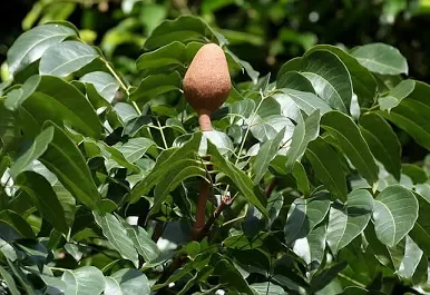 Brazilian Mahogany.webp