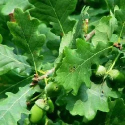 English+Oak.webp