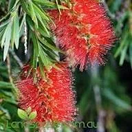Bottlebrush.jpg