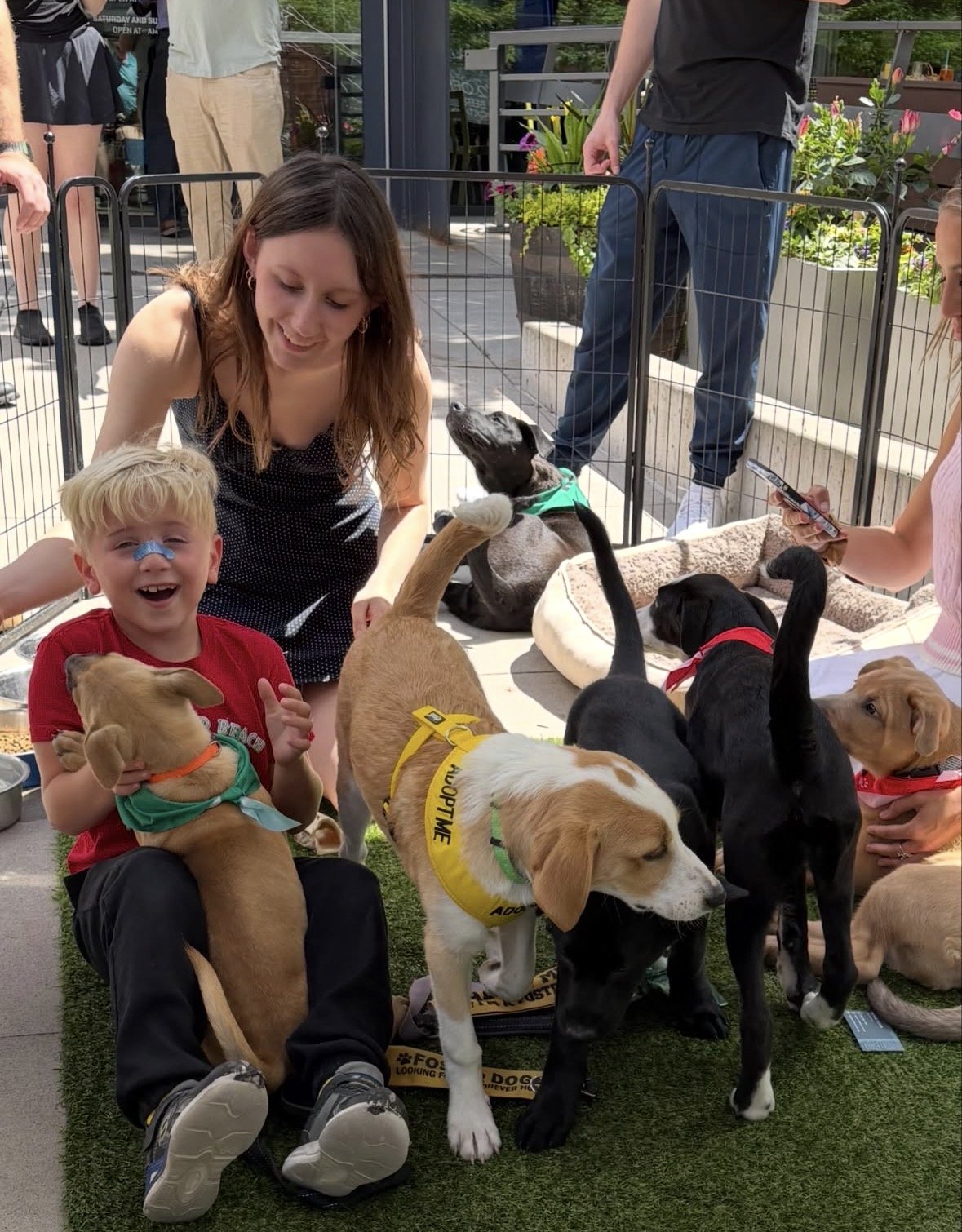 Meet Norse Flora Rescue Adoptable Pups