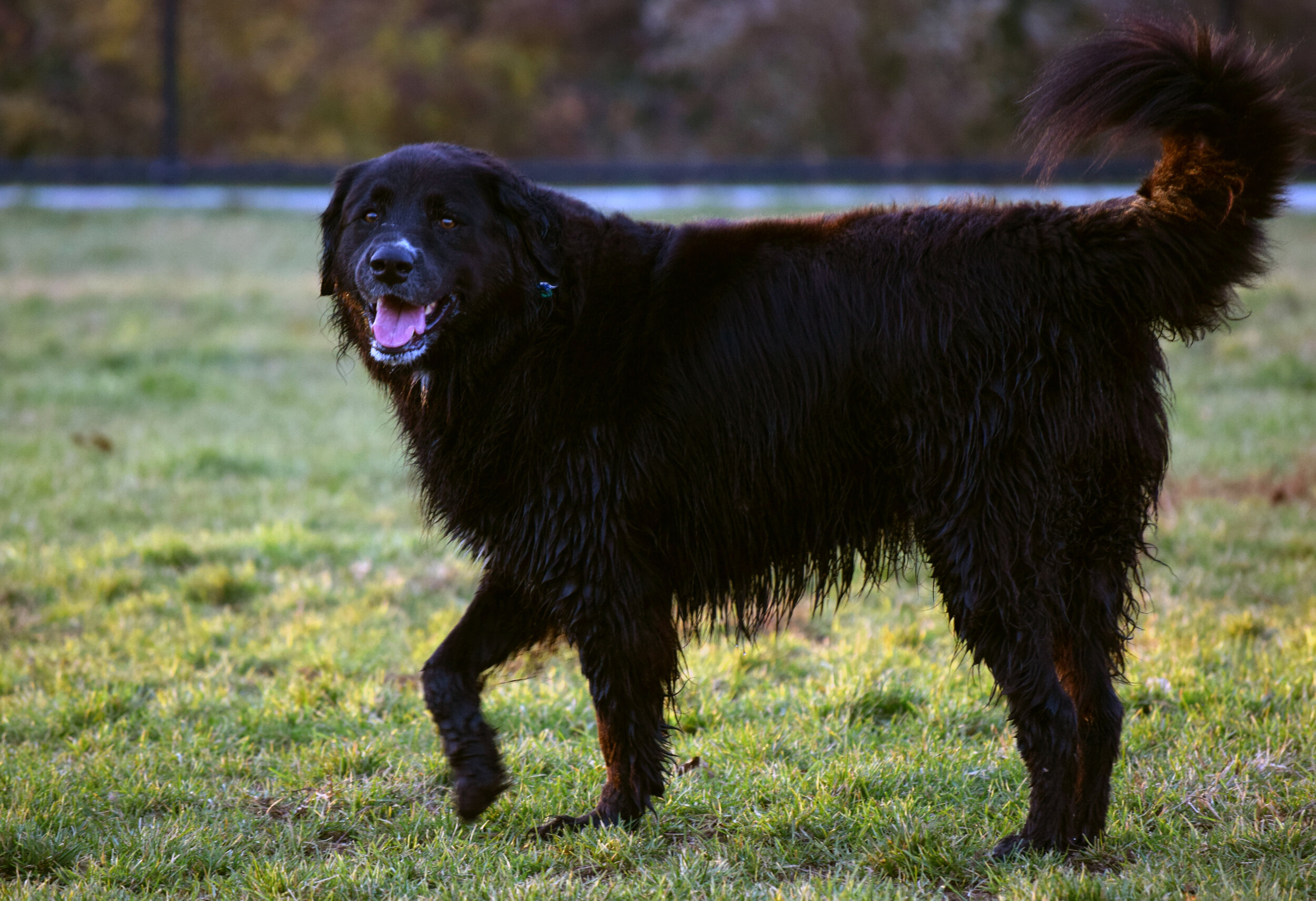 Roxy just went for a swim