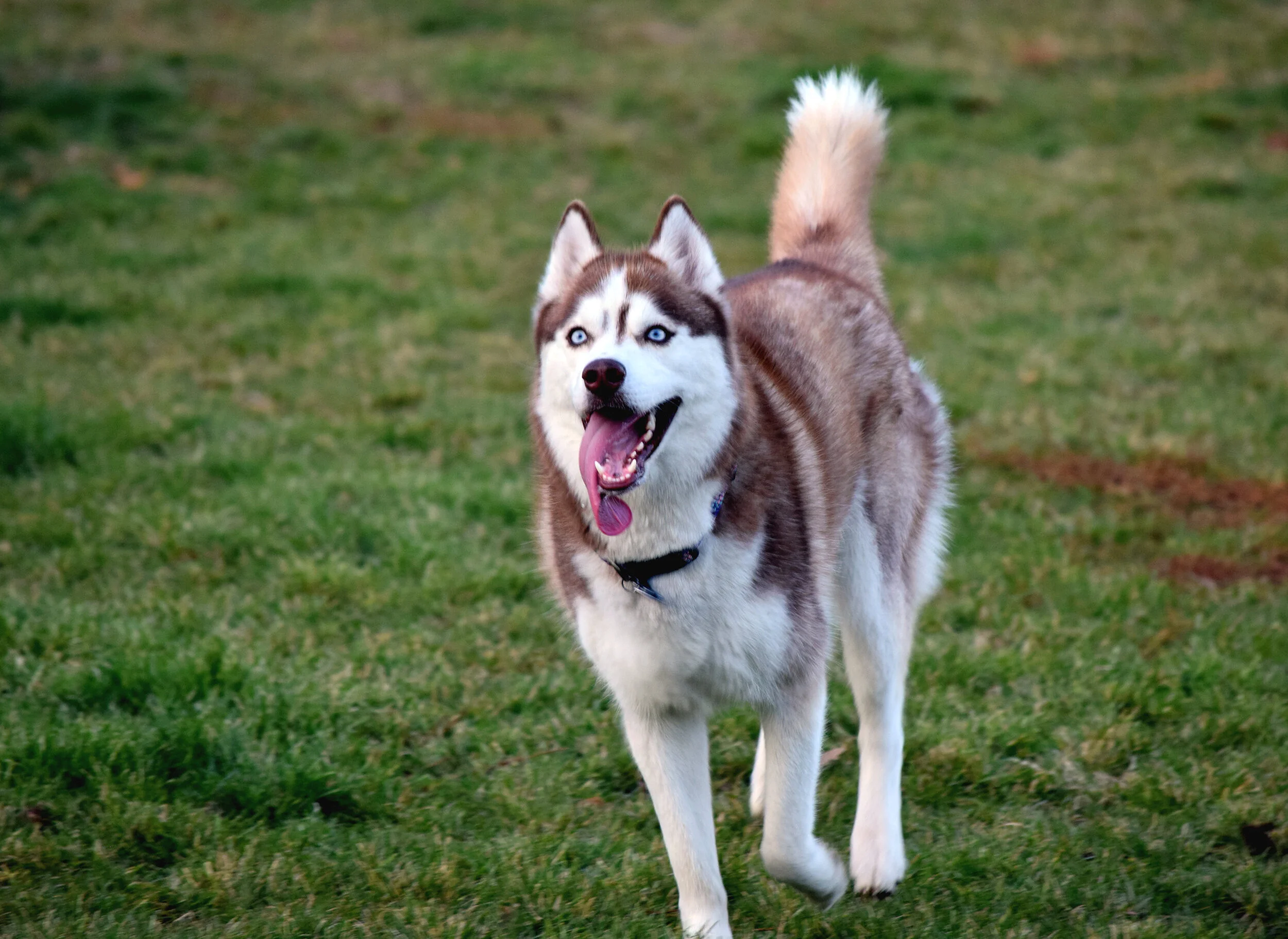 Kora is exhausted (and doesn't know it)