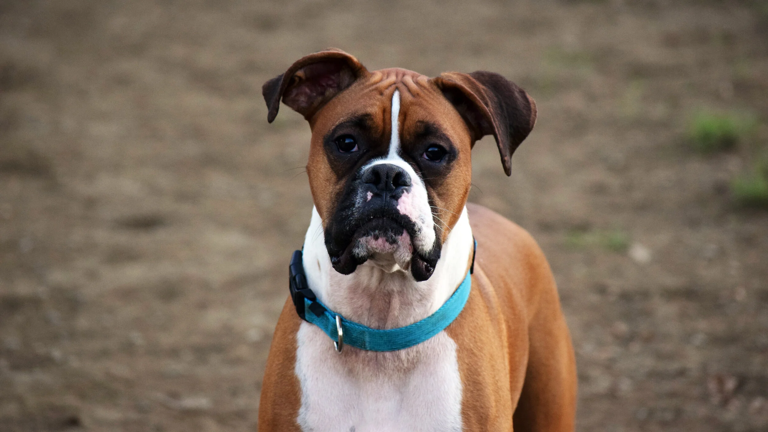 Rocky is scared of the camera