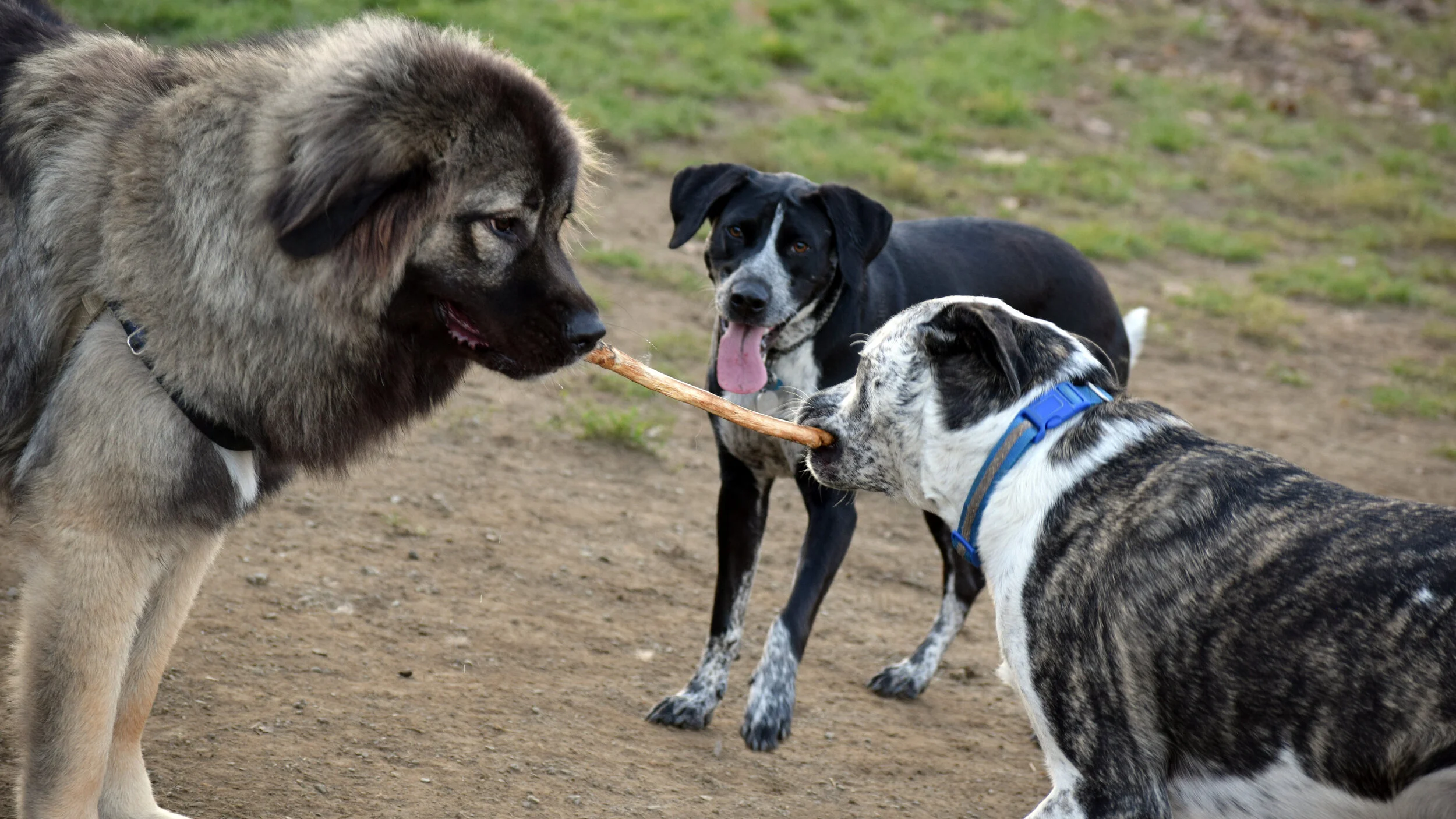 Butters and Janna play tug while Maggie watches