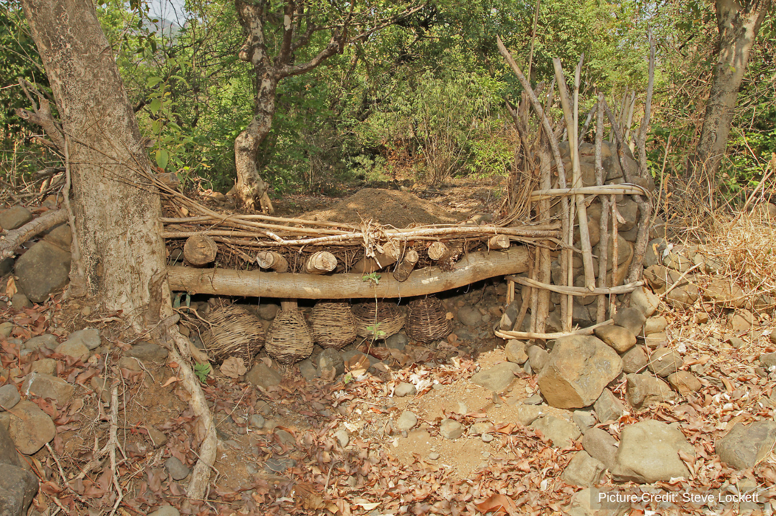  A selective and sustainable fishing trap buried in the substrate of a tributary in India 