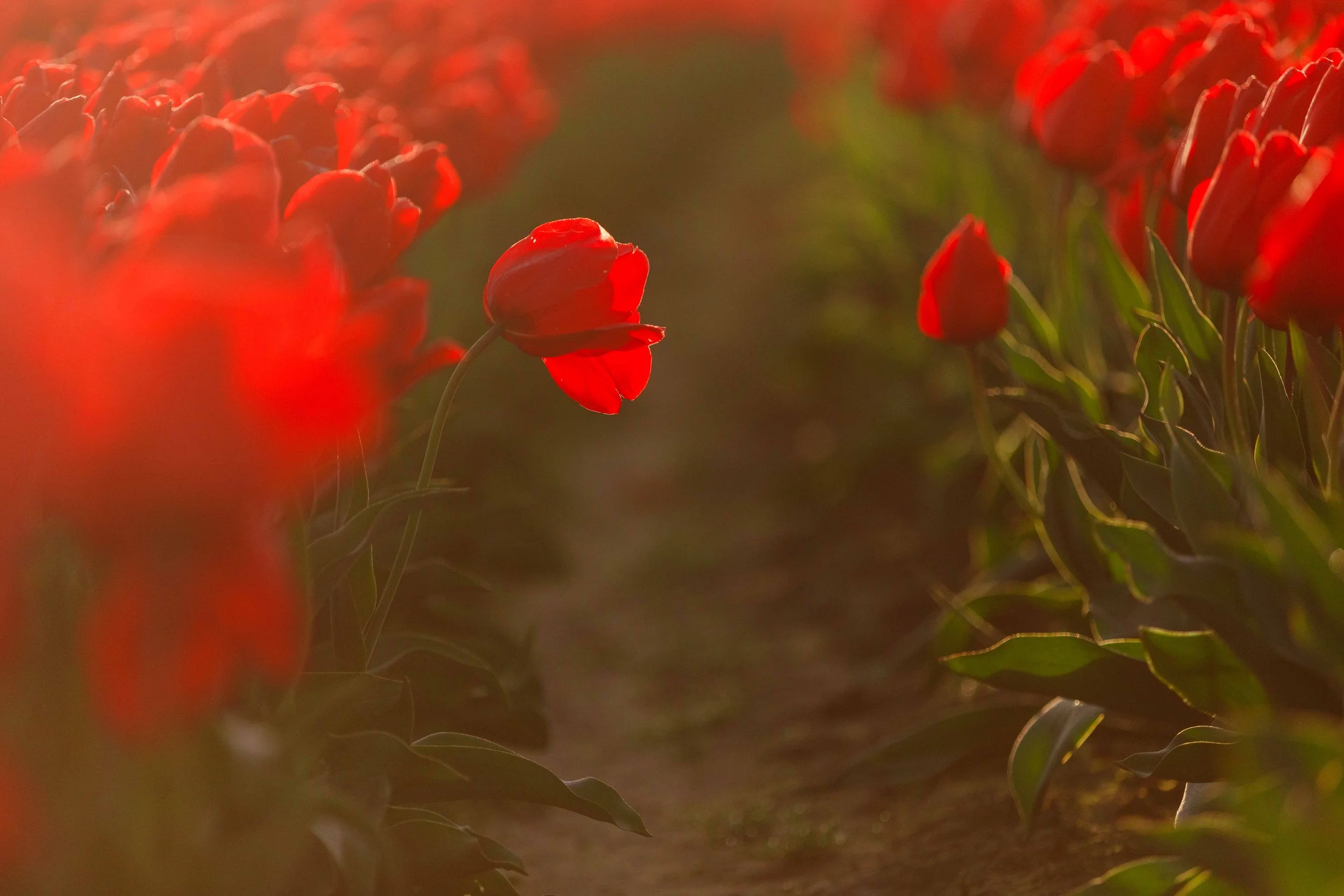 Out of Sorts Flower websize.jpg