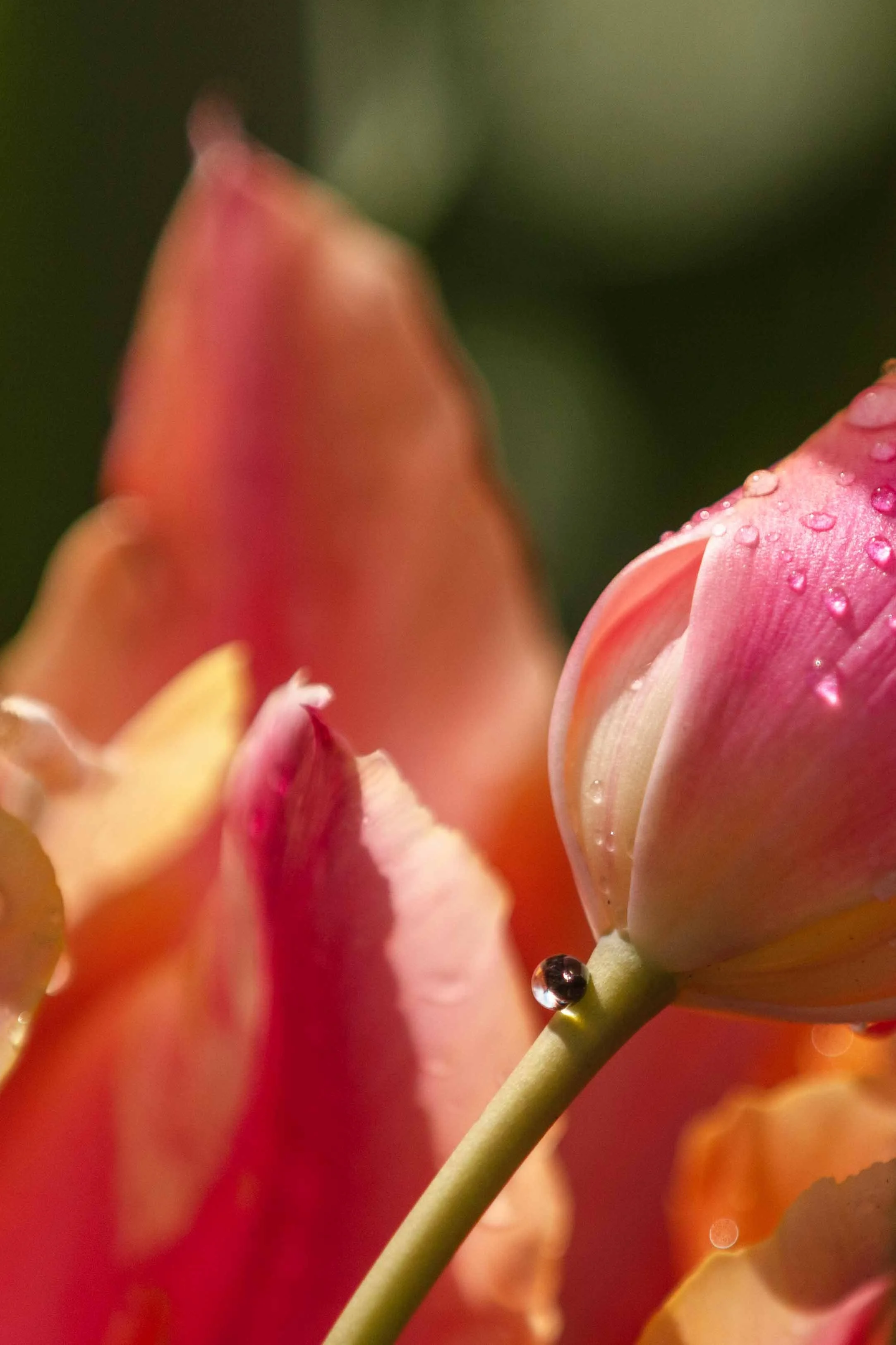 Droplet on a Tulip Websize.jpg