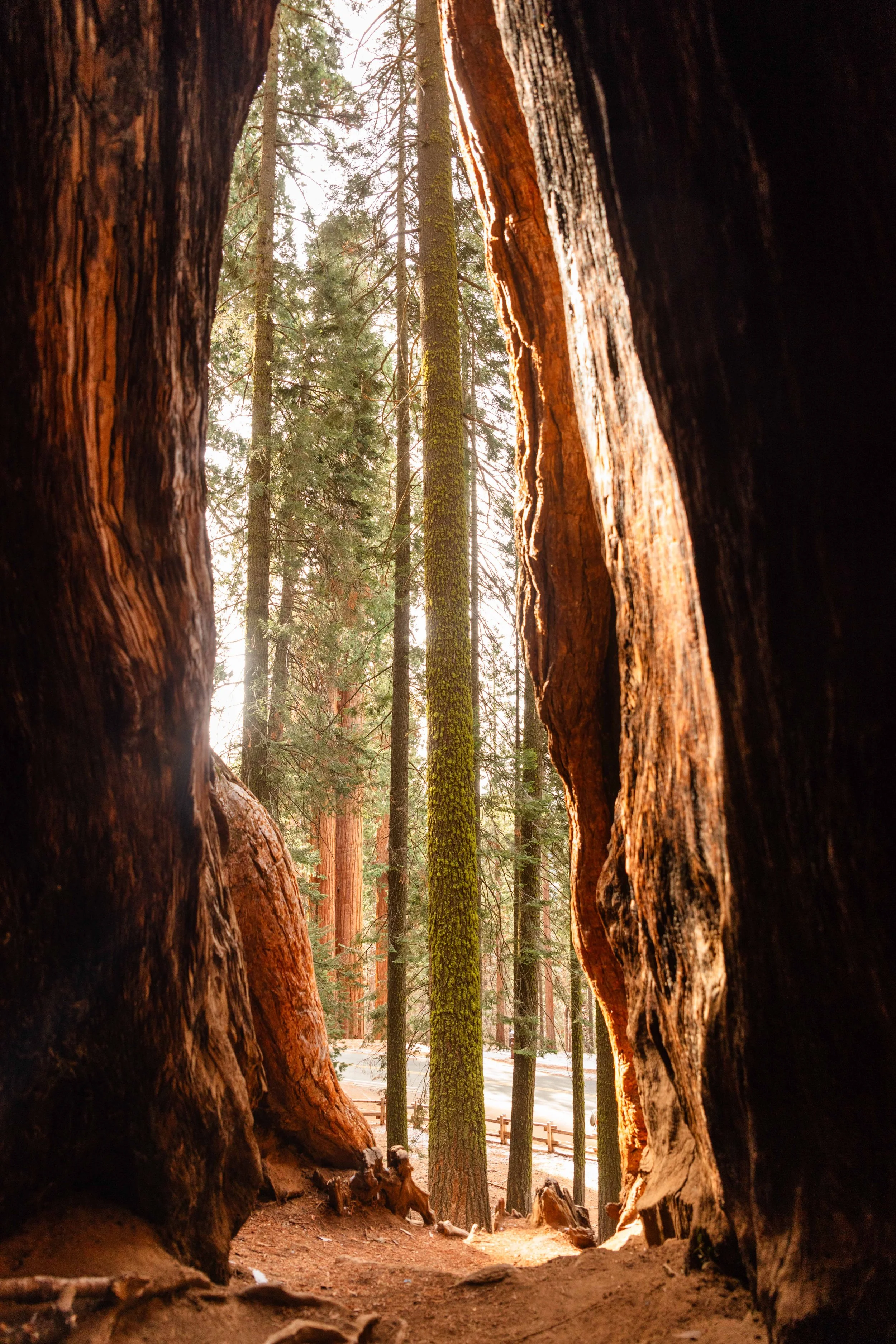 From the Inside of a Sequoia websizejpg.jpg
