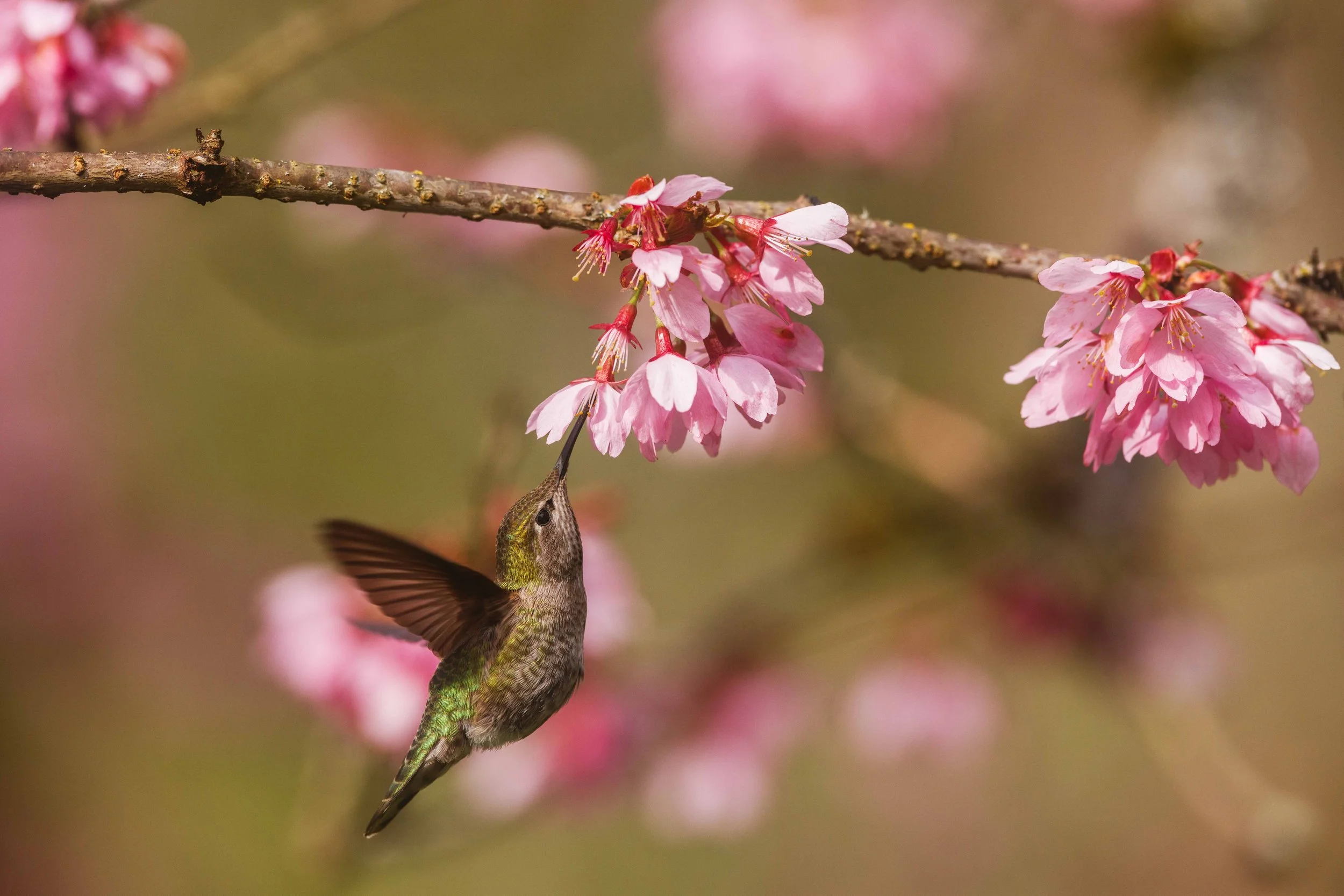 Hummingbird and Cherry Blossom (1) websize.jpg