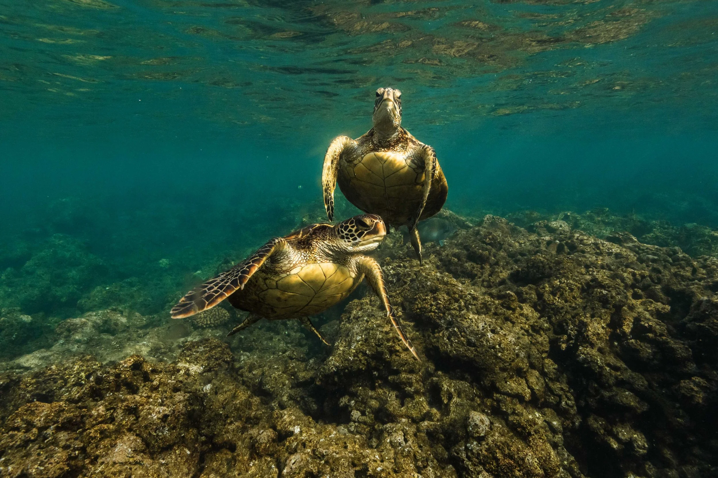 A Pair of Sea Turtles Websize.jpg