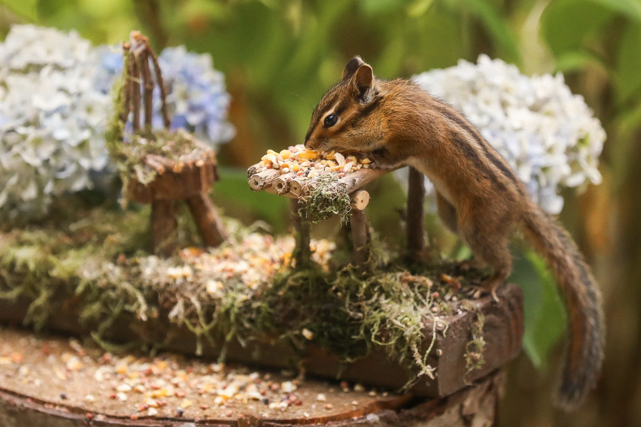 Niblet Eating on the Table-2.jpg