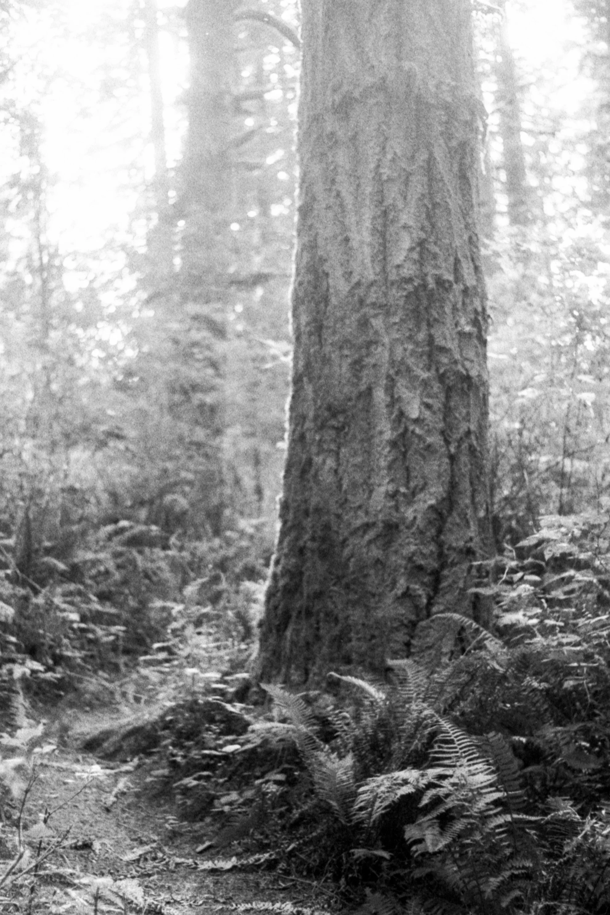 Path Around the Tree.jpg