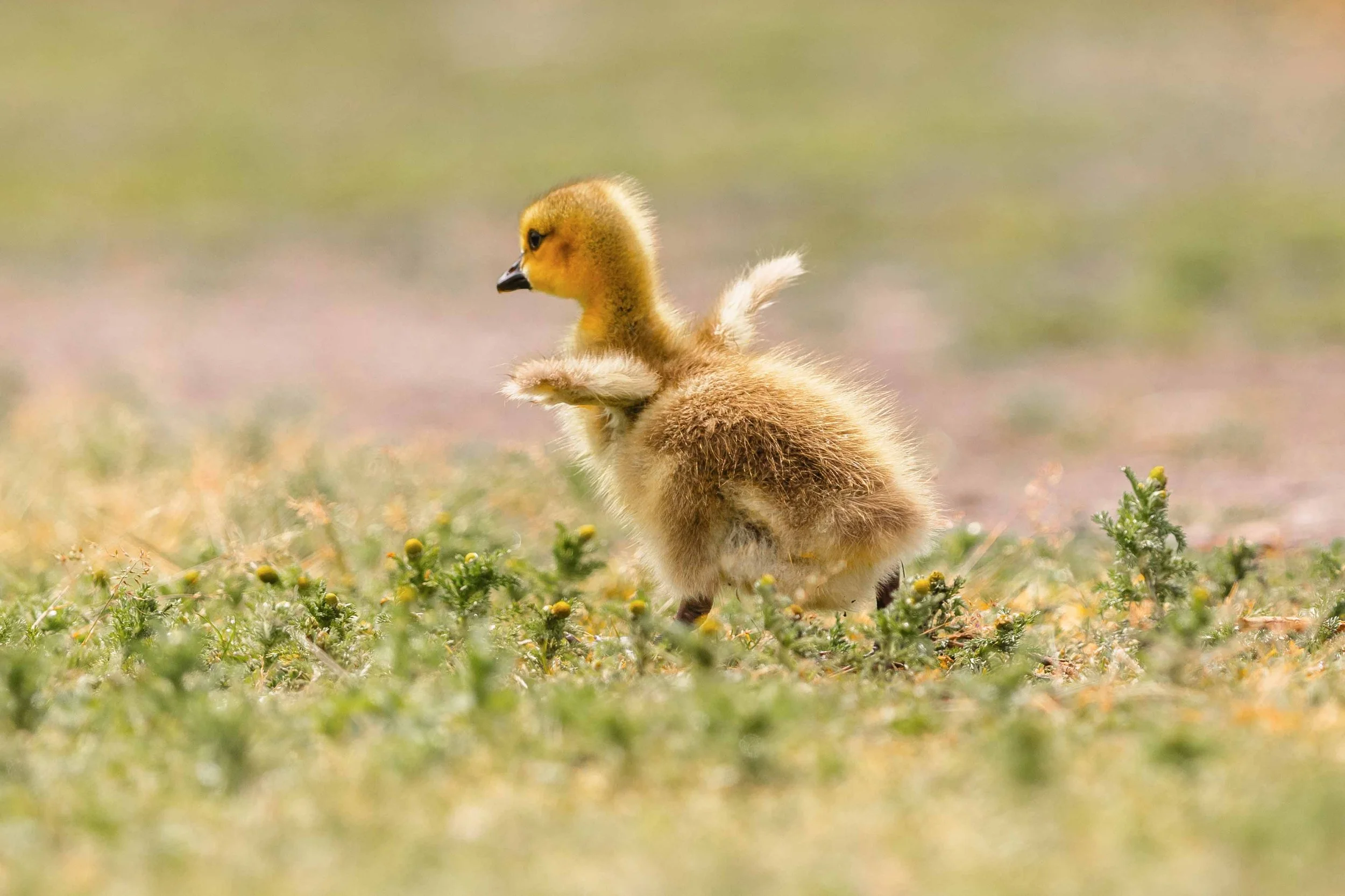 Gossling Wingspan websize.jpg