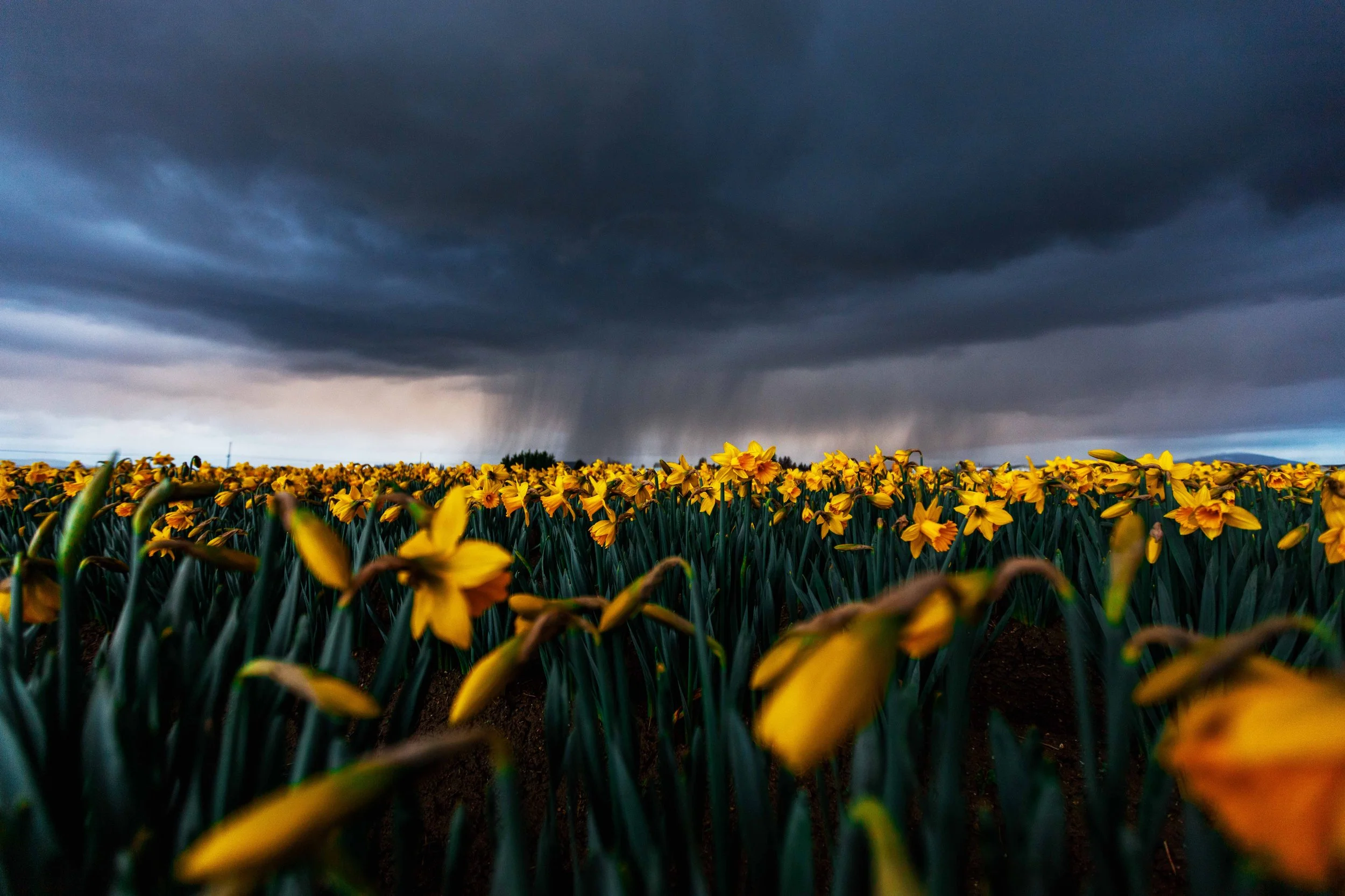 Stormy Skies with Daffodils websize.jpg