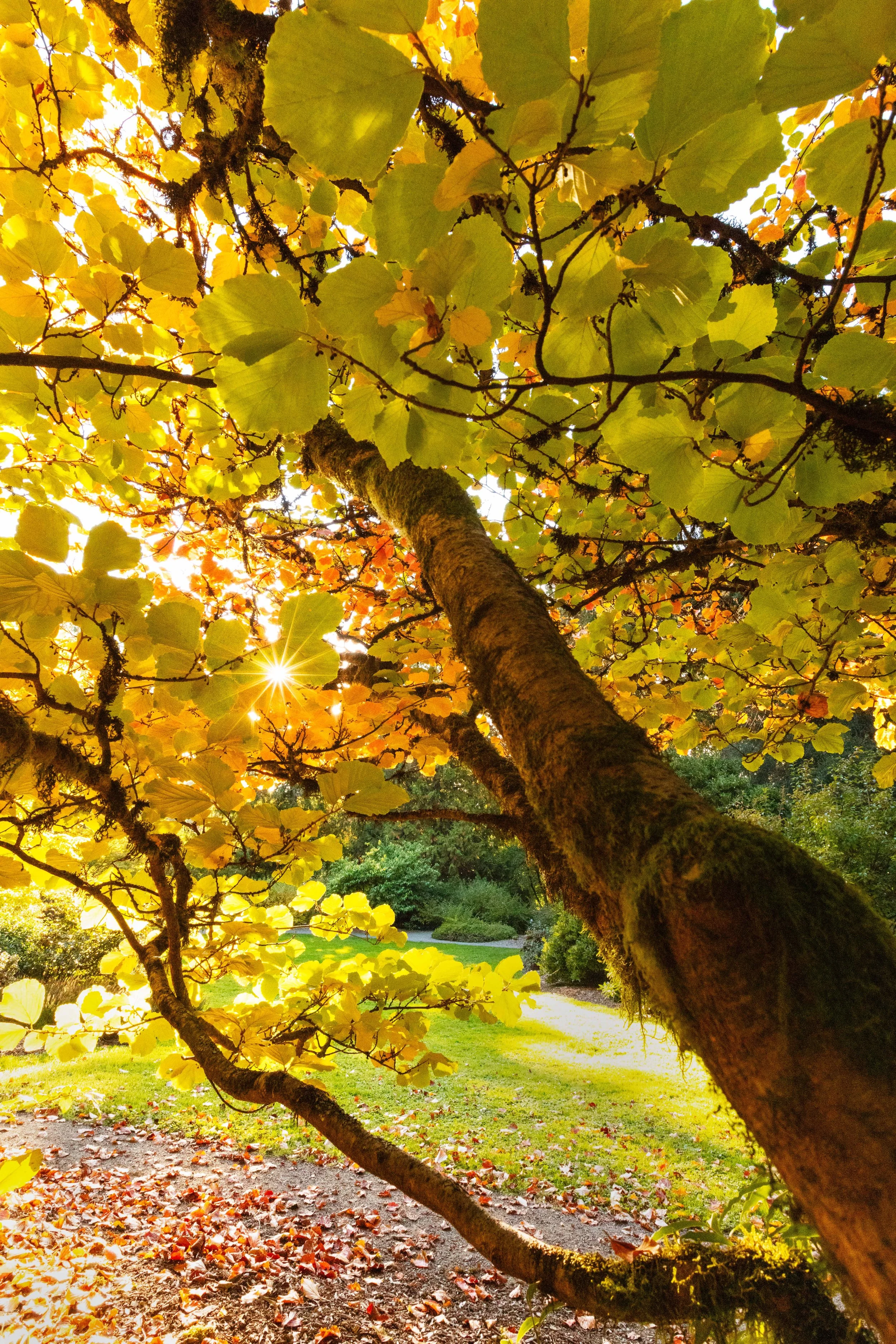Autumn Tree in Sunlight websize.jpg