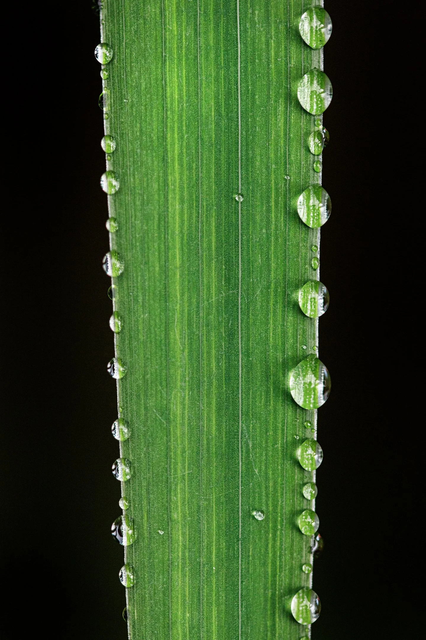 Droplets.jpg