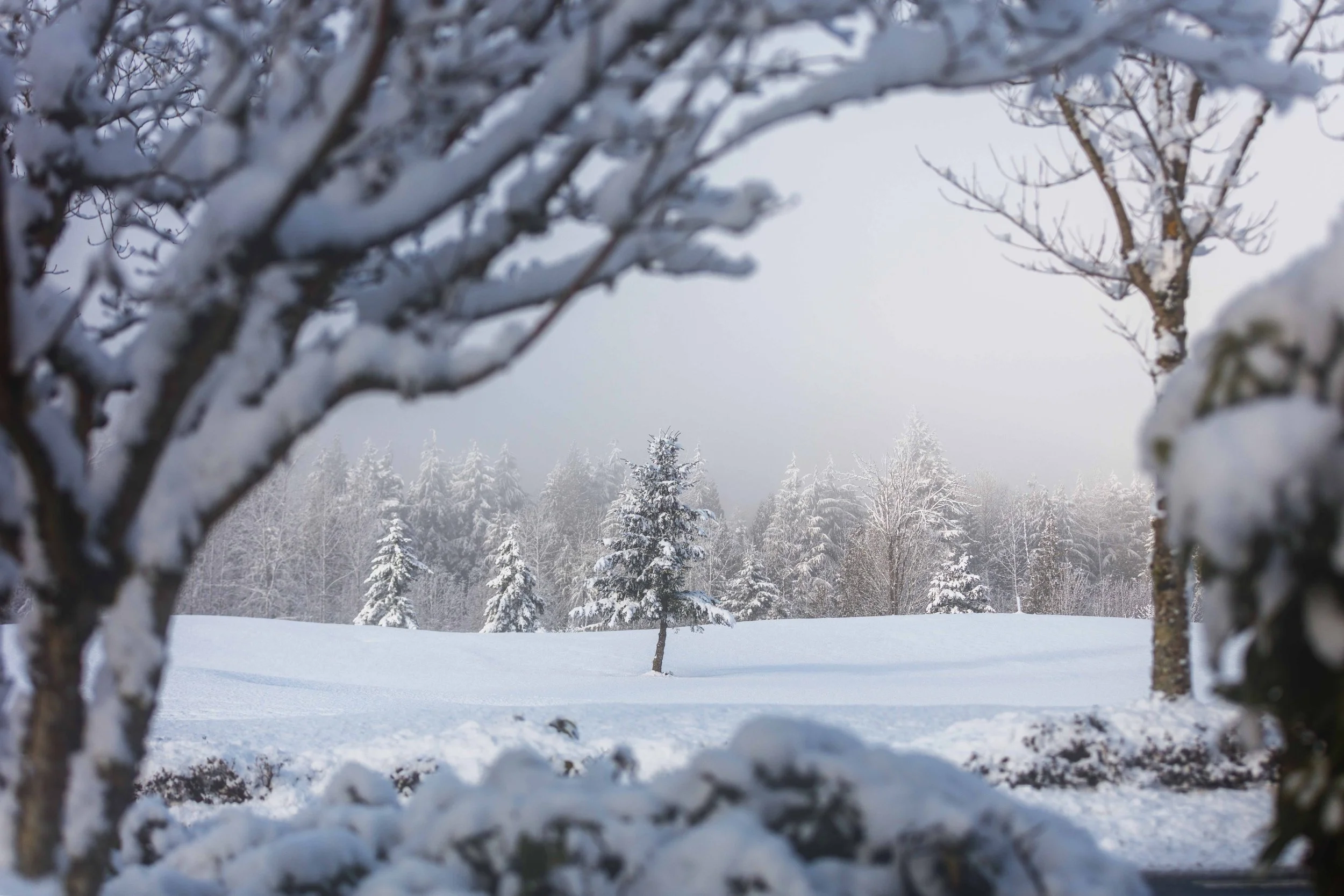 Snowy tree in Redmond websize.jpg