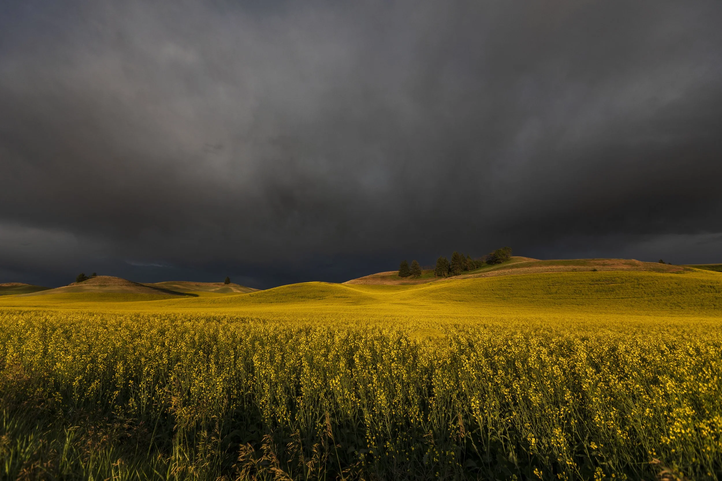 Field of Canola with Storm Web Size.jpg